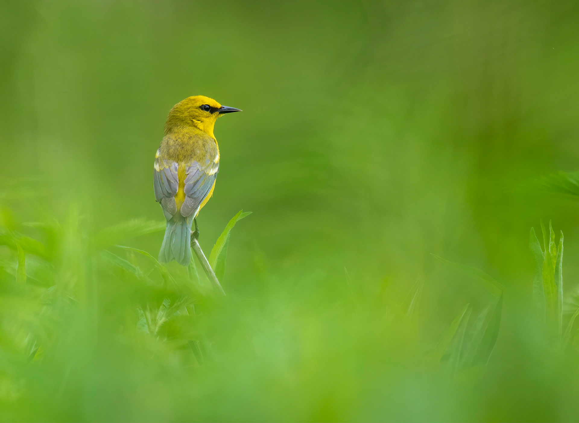 Blue-winged Warbler