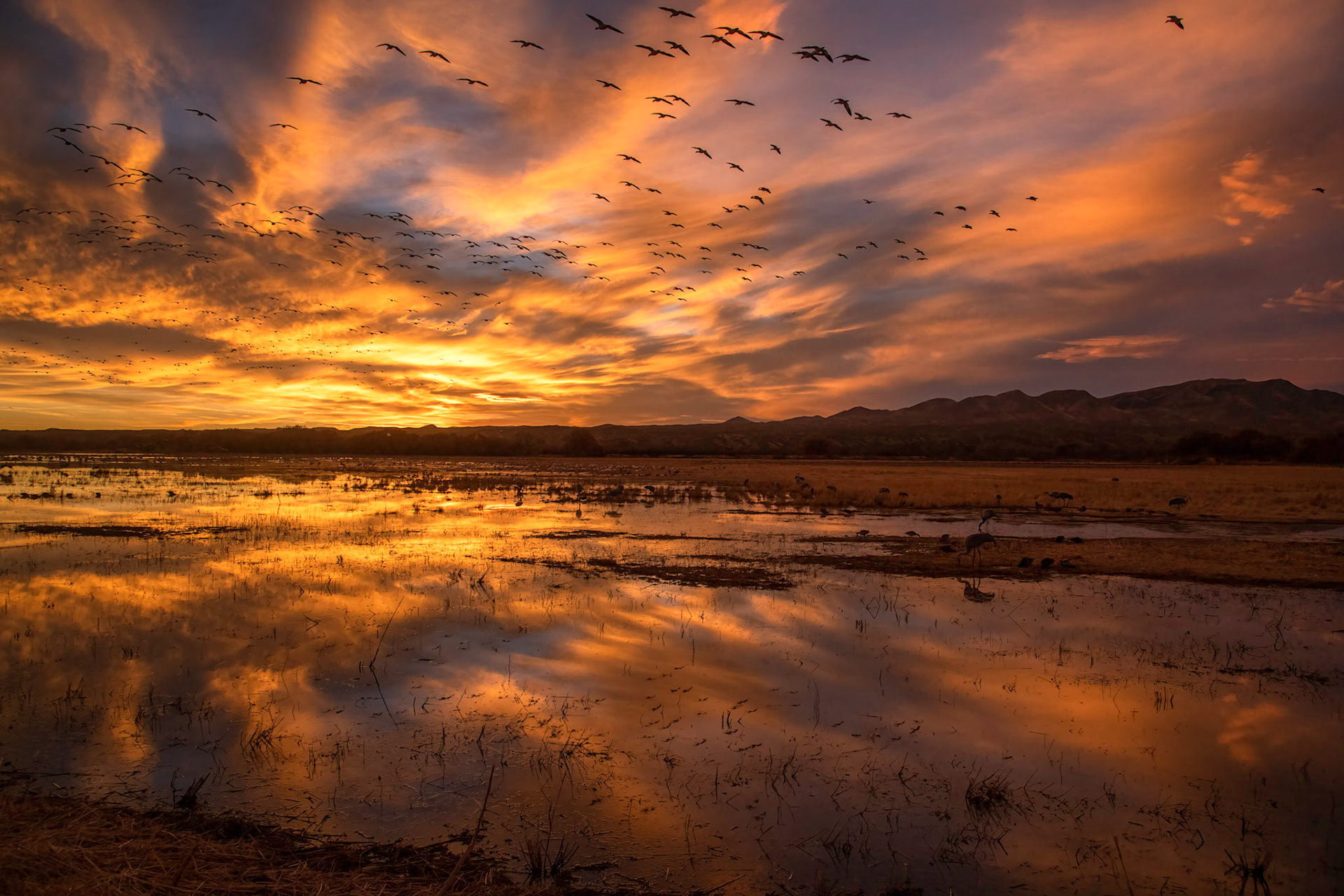 Sandhill Crane