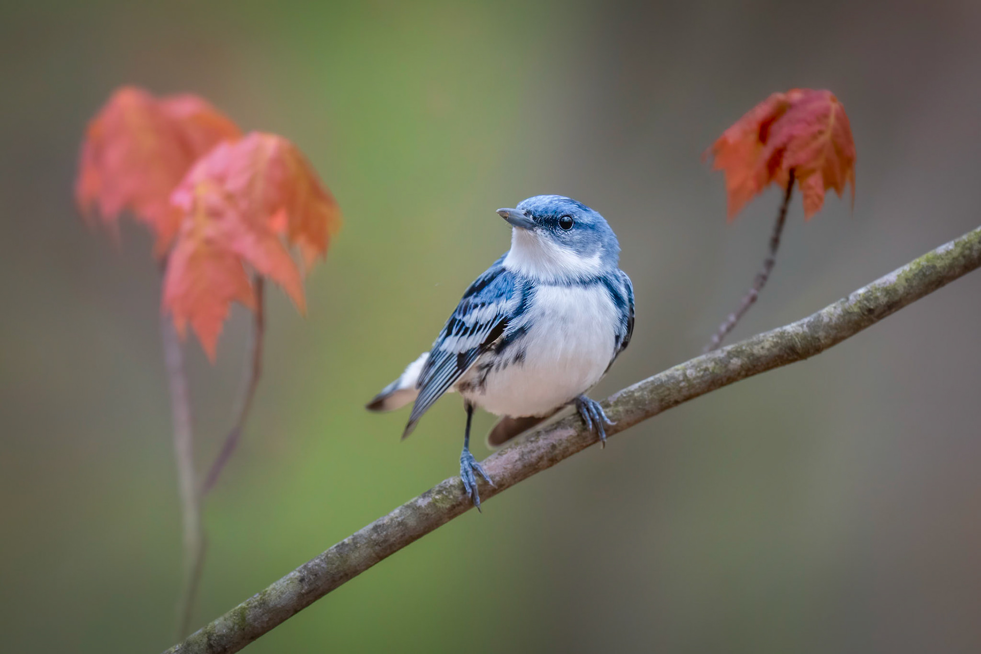 Cerulean Warbler