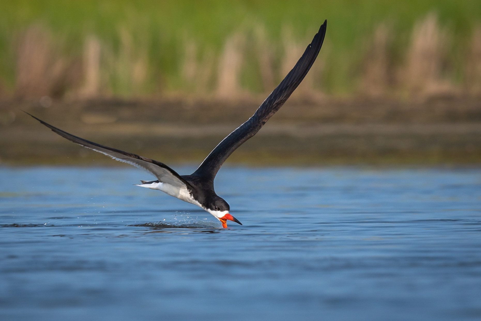 Black Skimmers