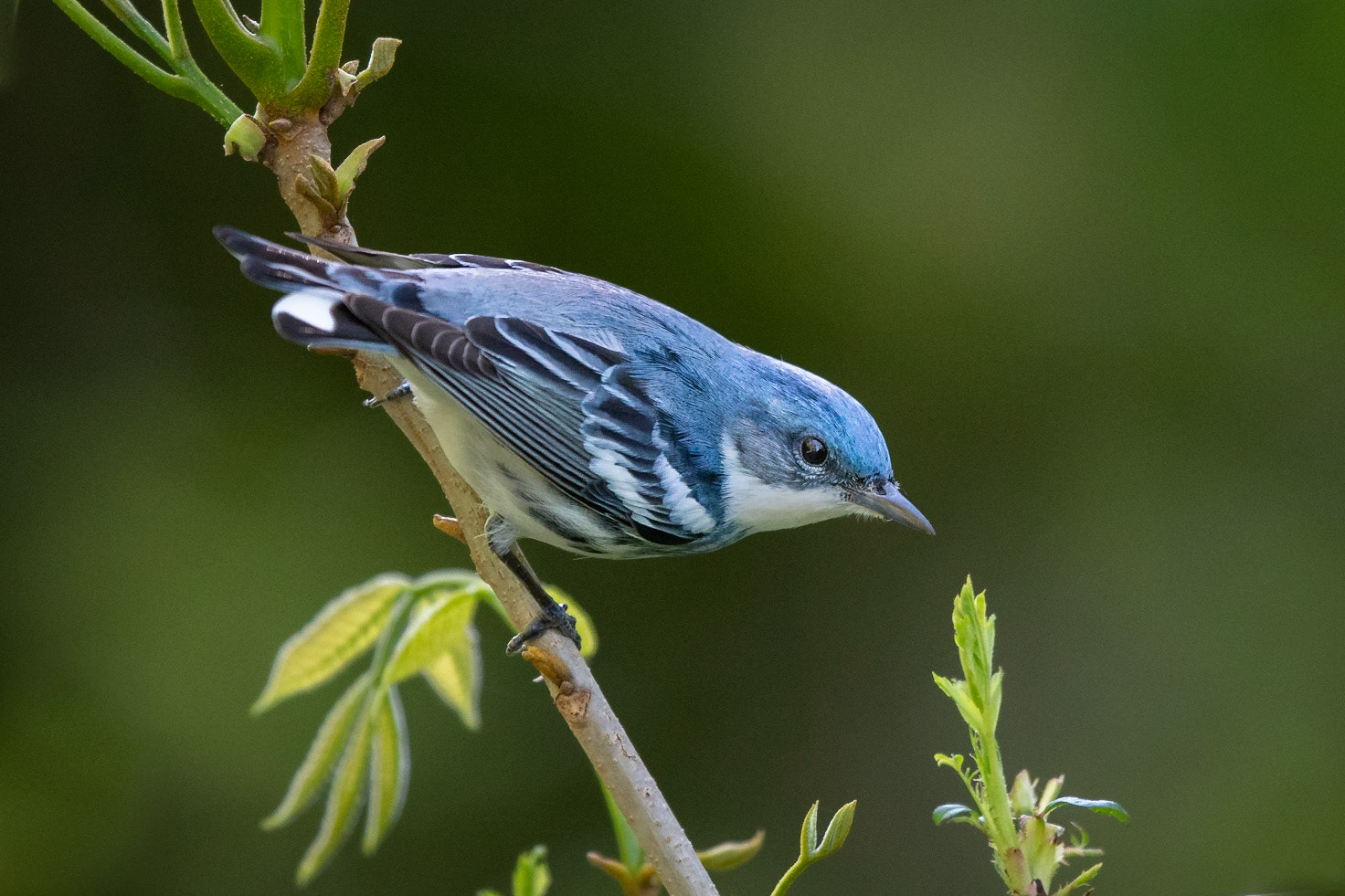 Cerulean Warbler