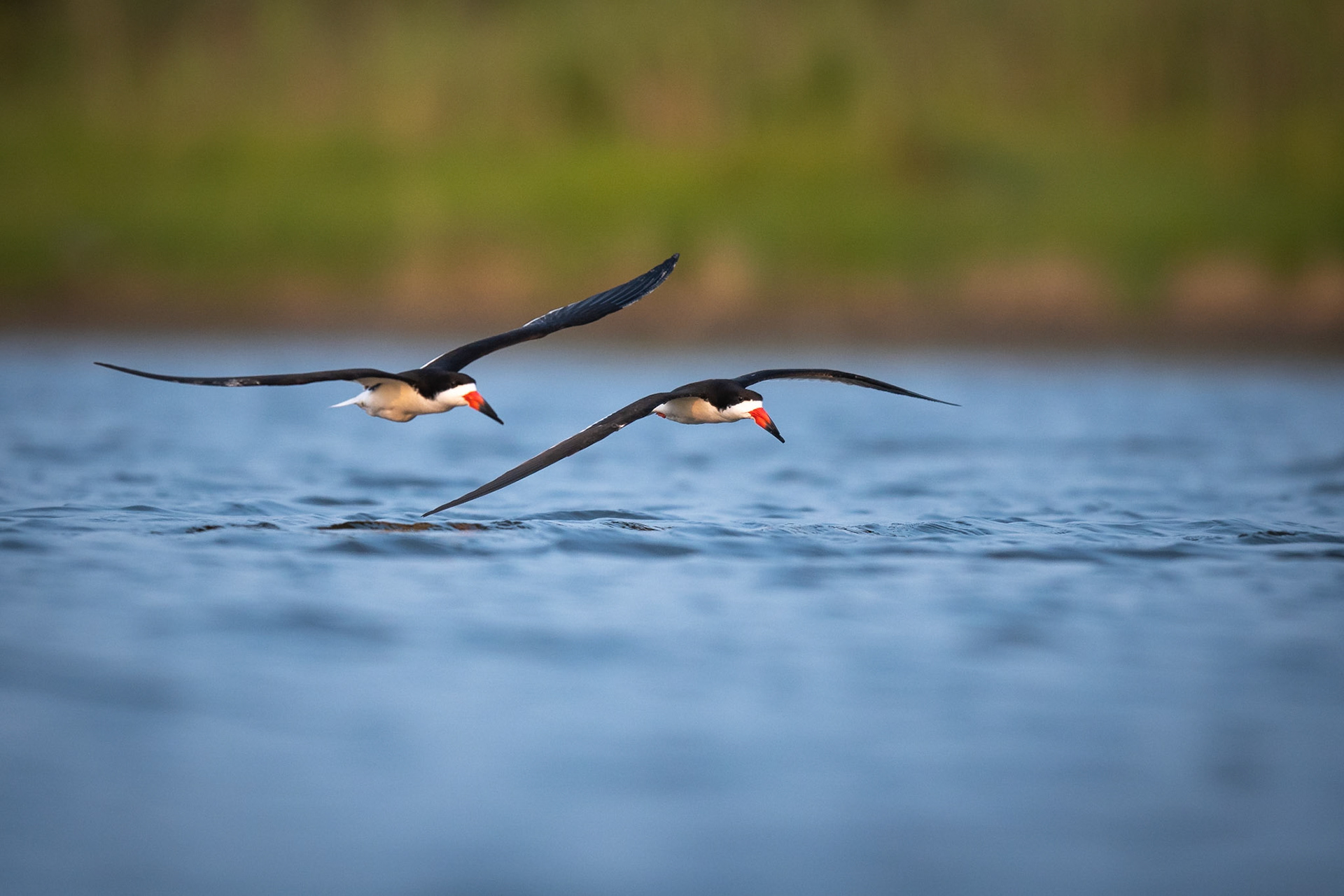 Black Skimmers