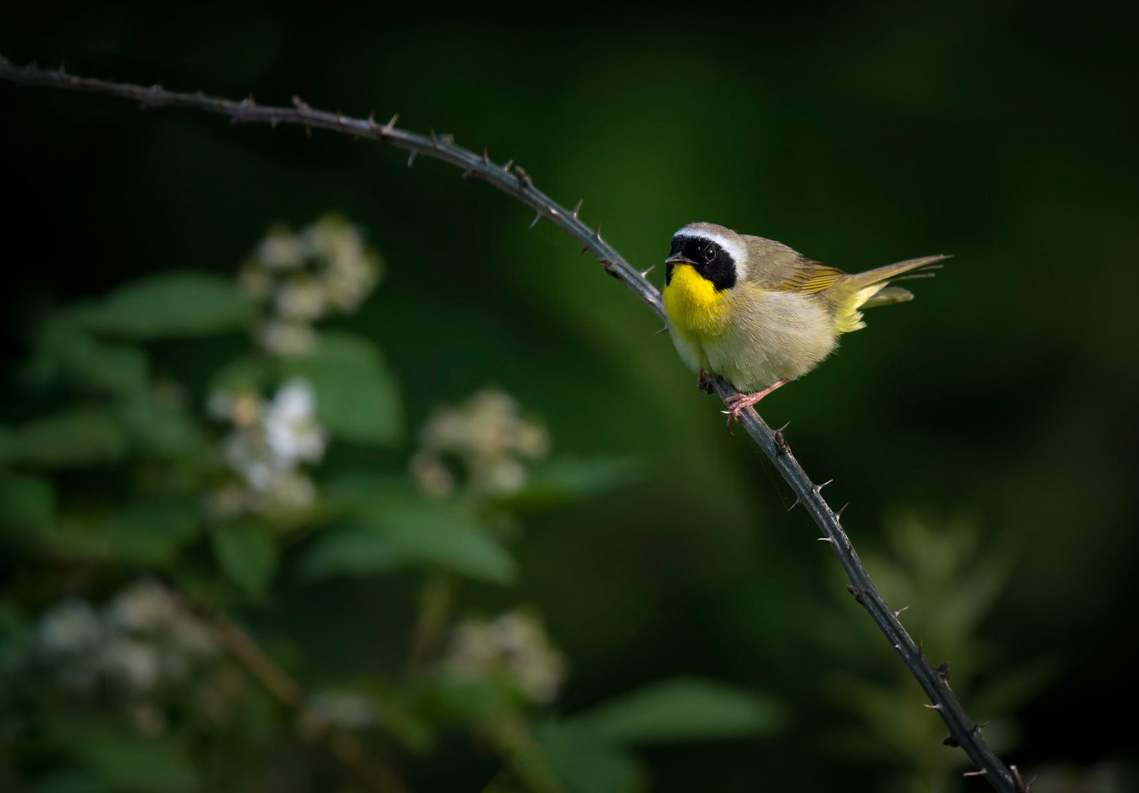 Common Yellowthroat