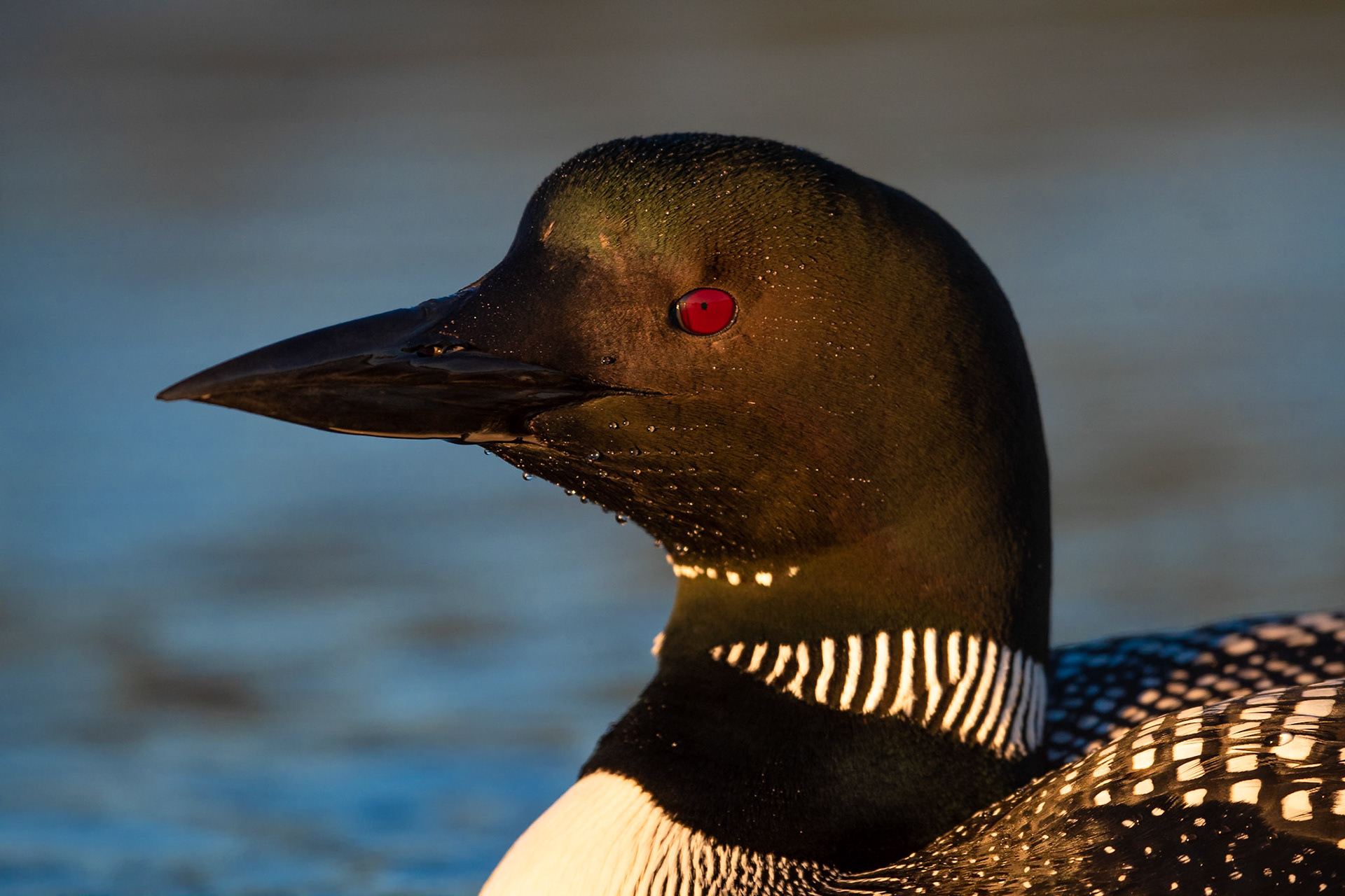 Common Loon
