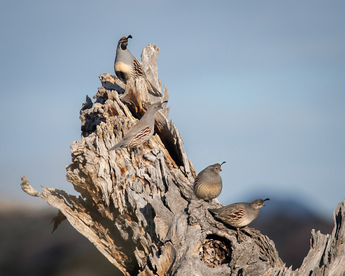 Gambel's Quail