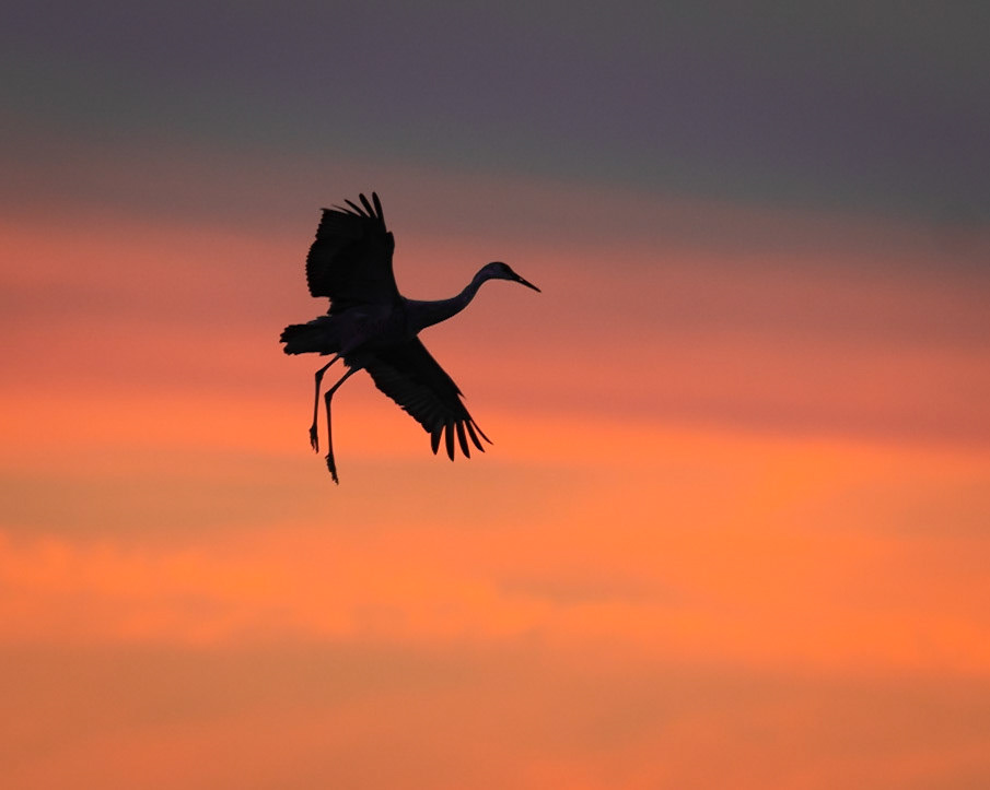 Sandhill Crane