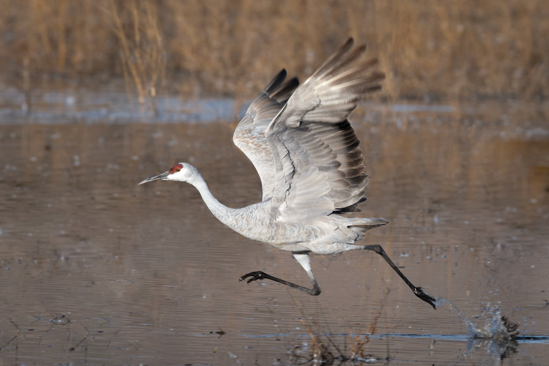 Sandhill Crane