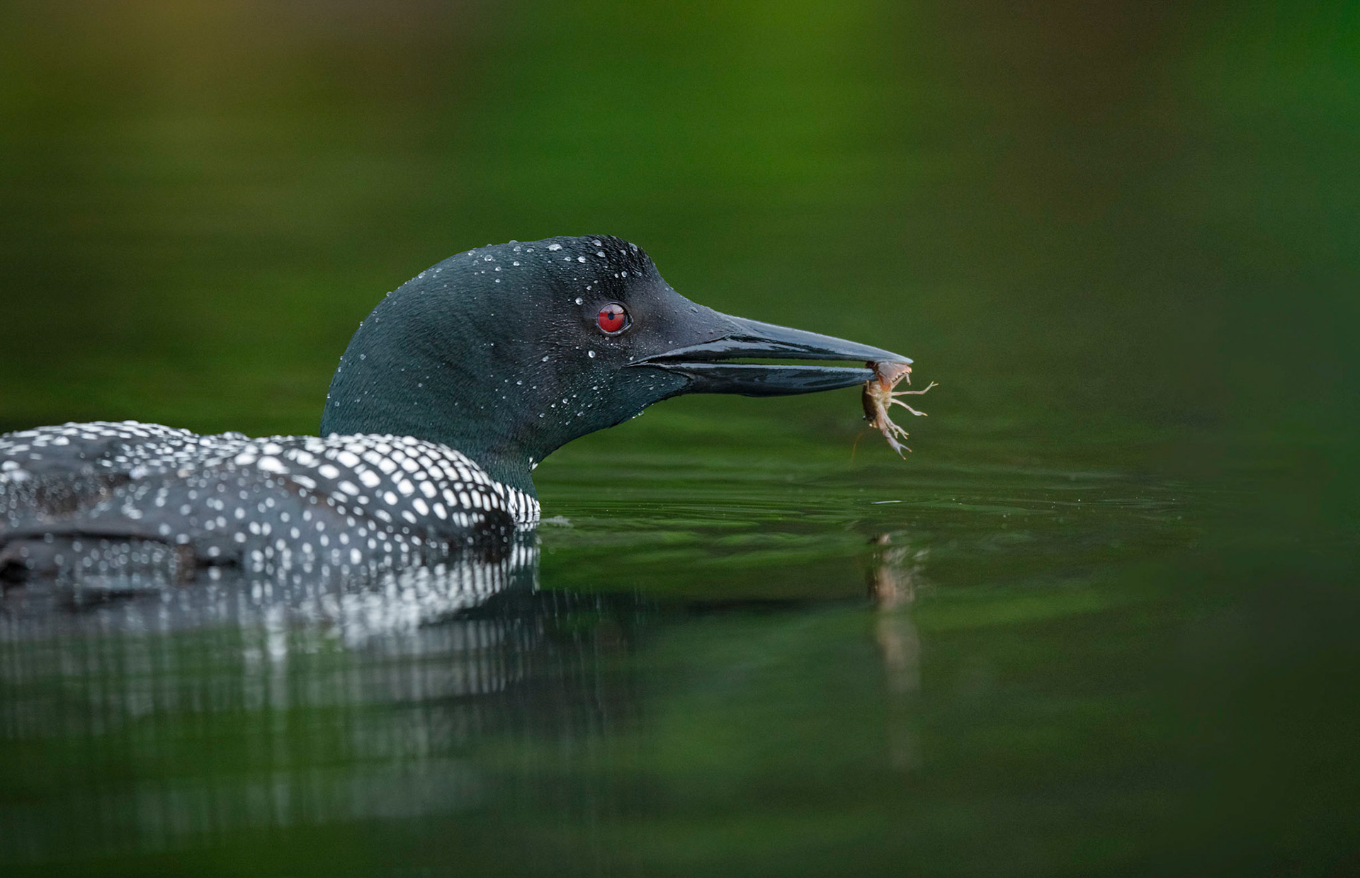 Common Loon