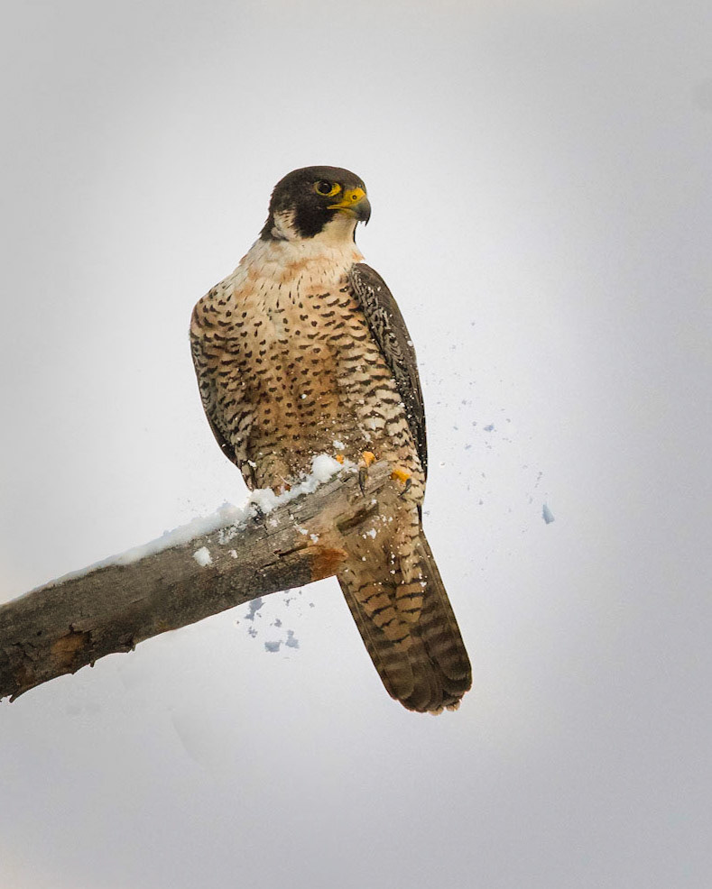 Peregrine Falcon