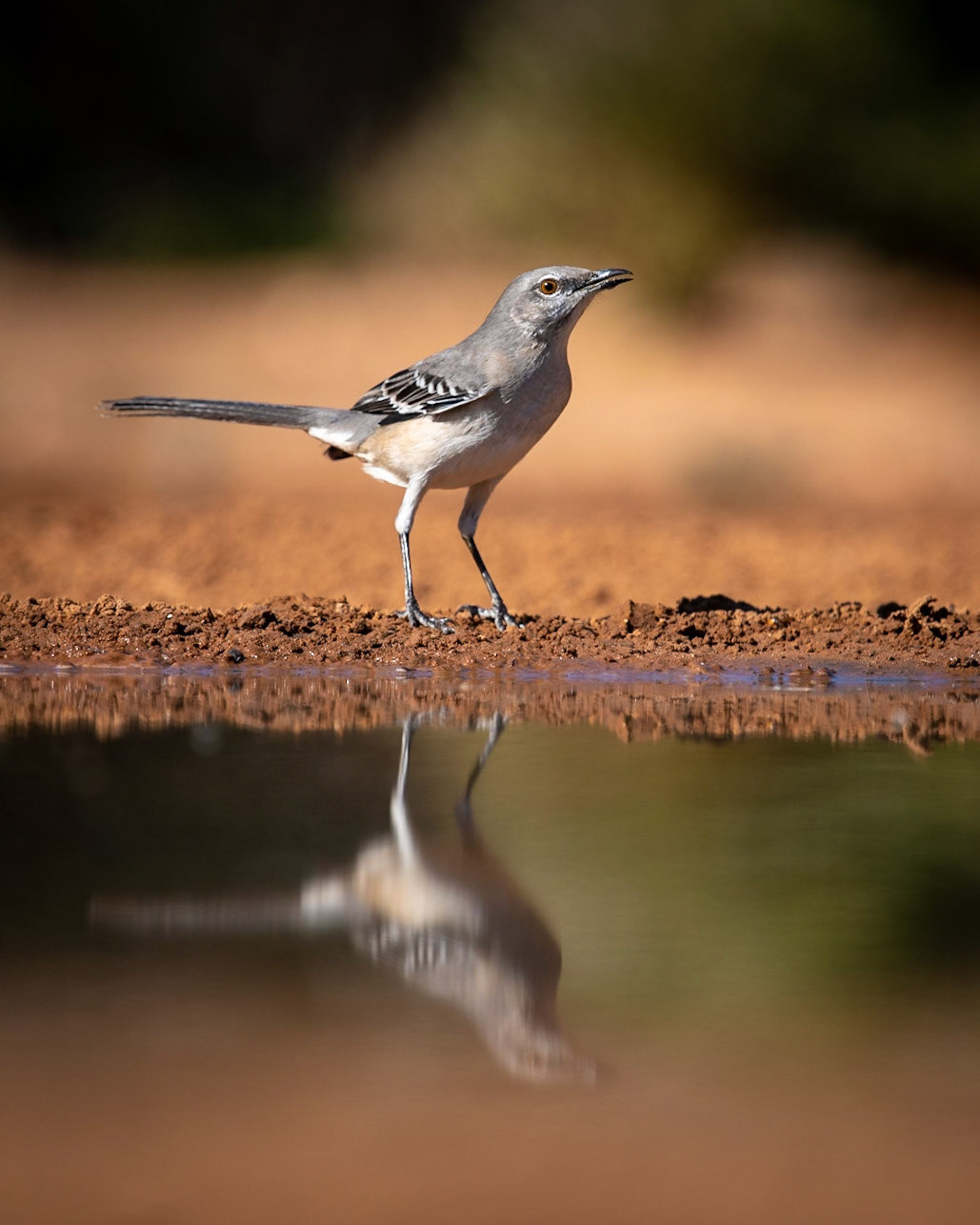 Northern Mockingbird