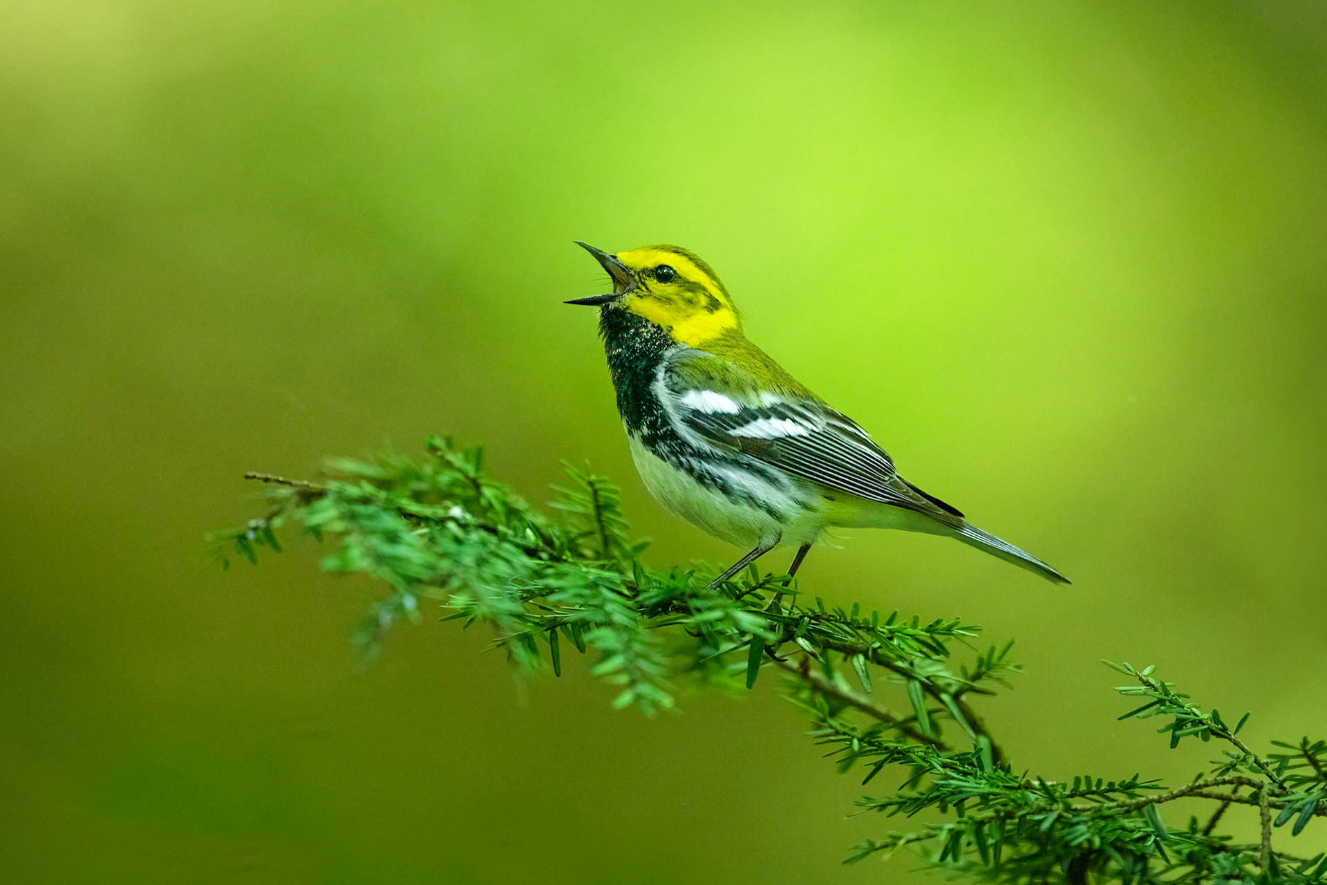 Black-throated Green Warbler