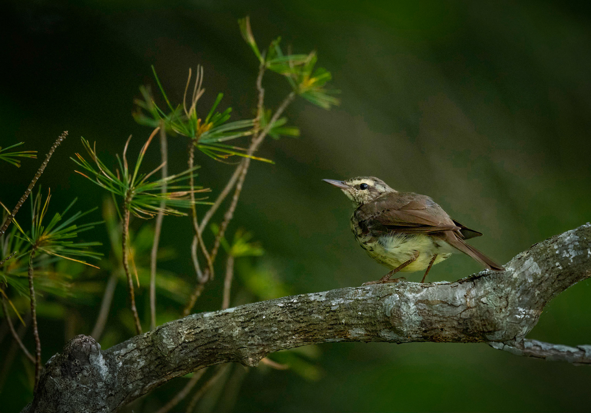 Northern Waterthrush