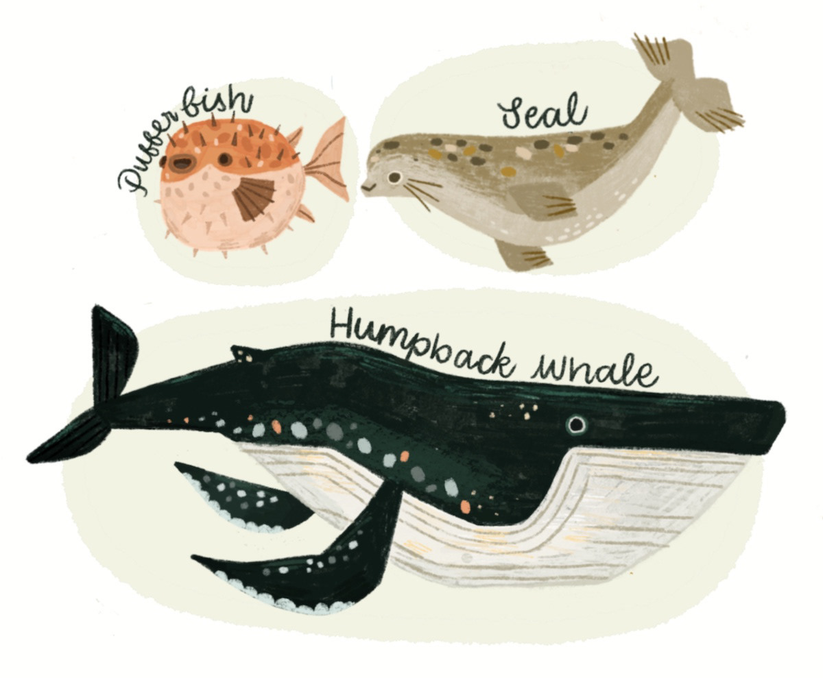 a selection of spot illustrations taken from the large image. These depict an illustrated seal, a pufferfish and a humpback whale
