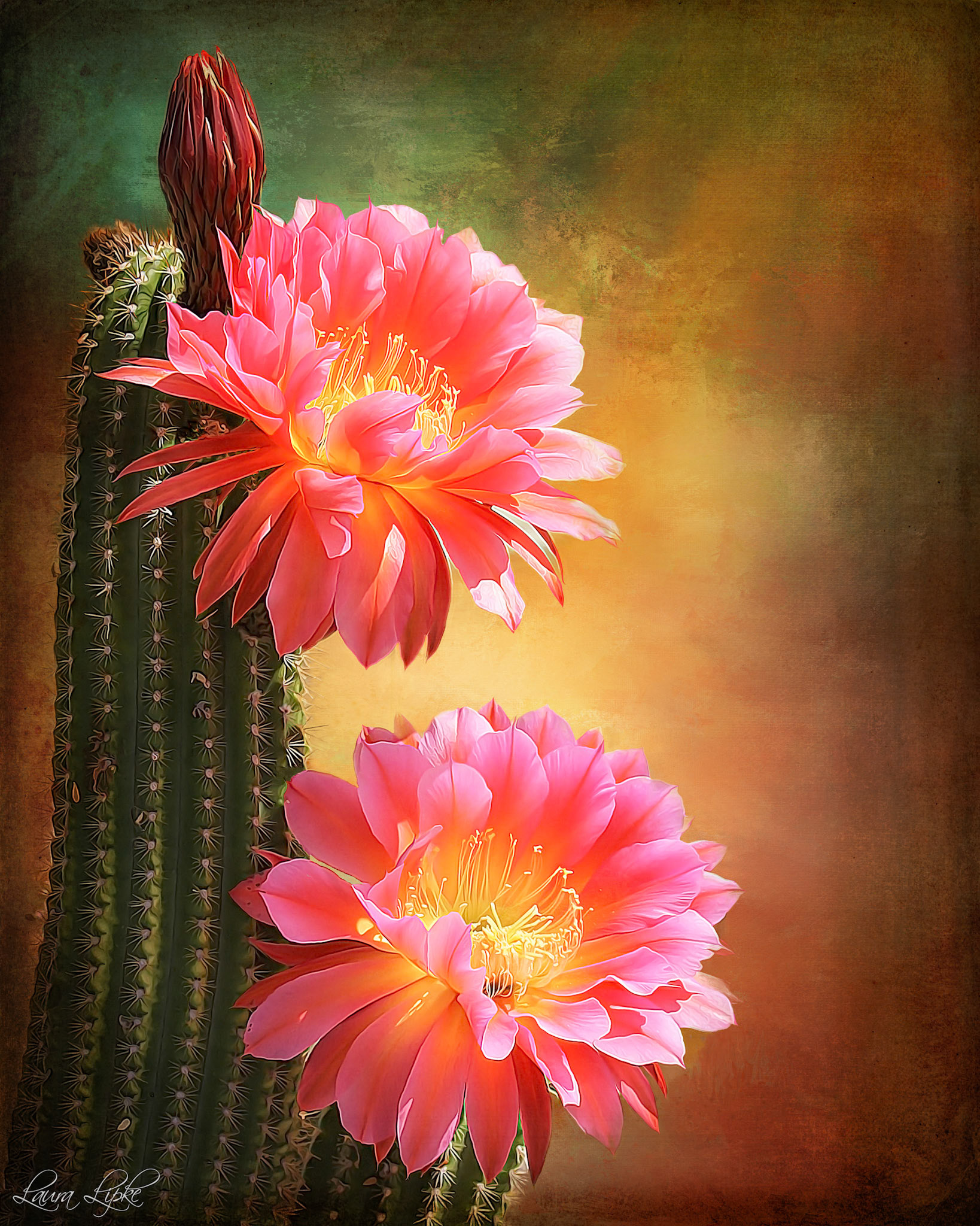 Desert Beauty Queen