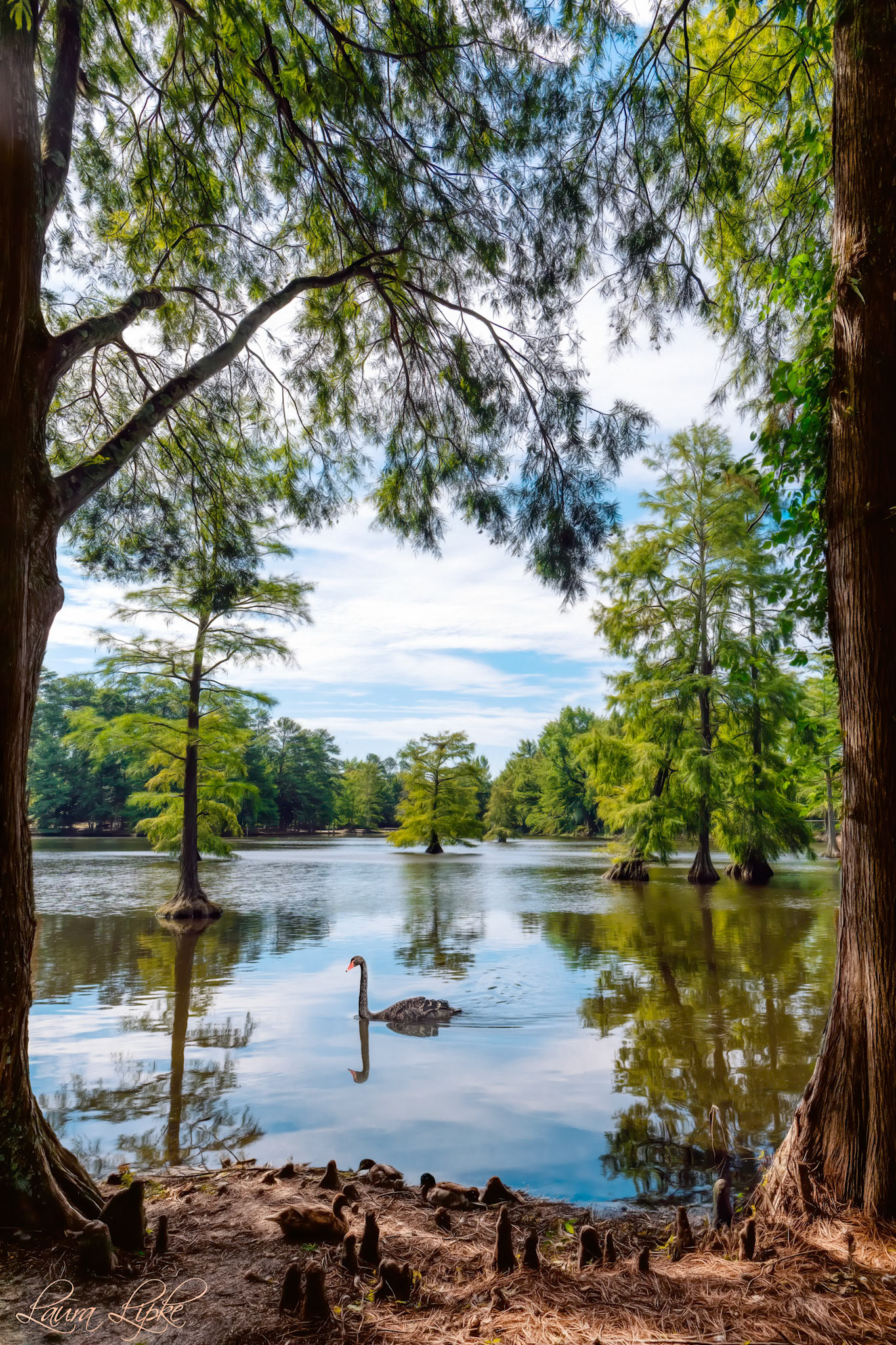 Swan Lake