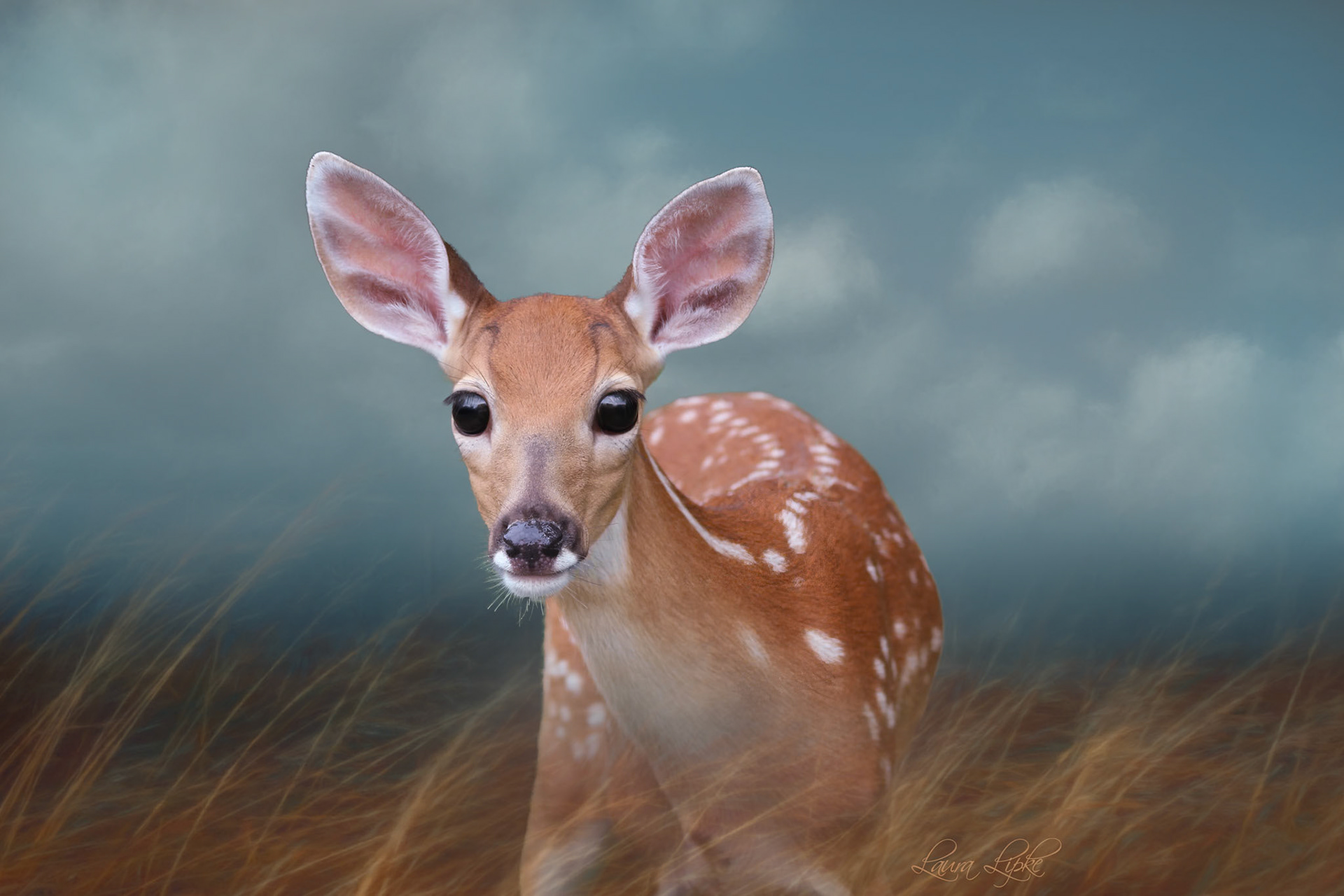 The Fawn