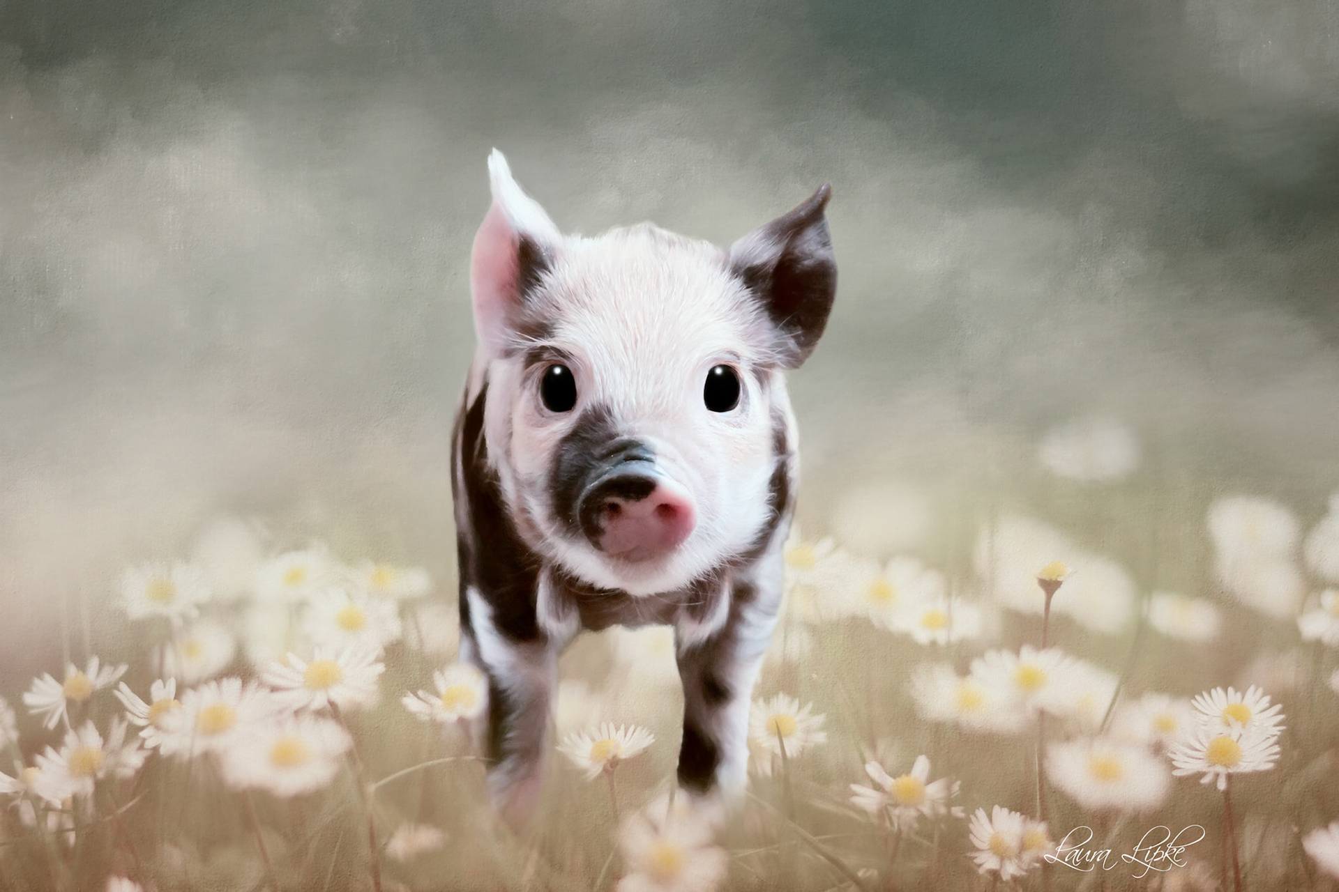 Wilbur