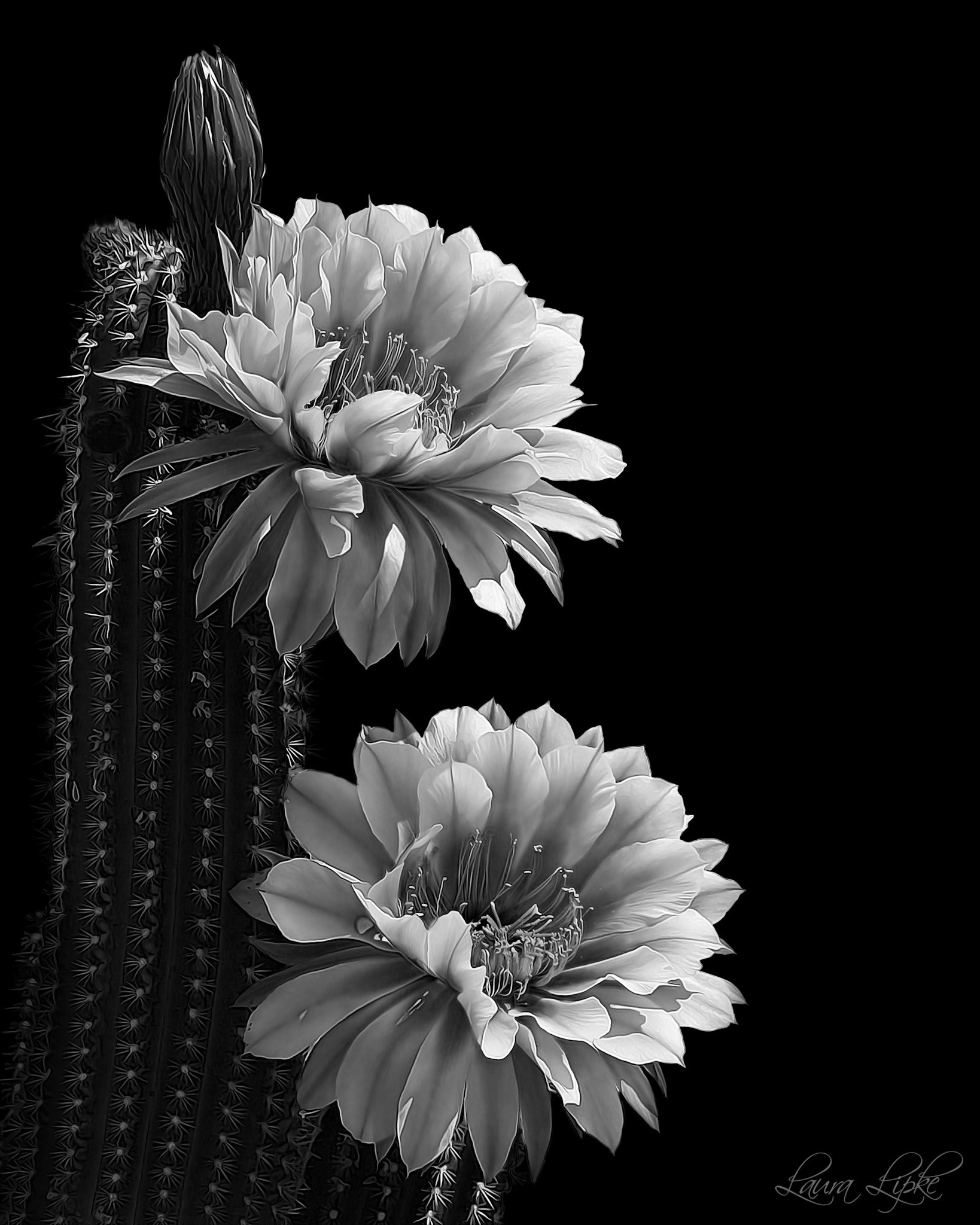 Desert Beauty Queen B&amp;W