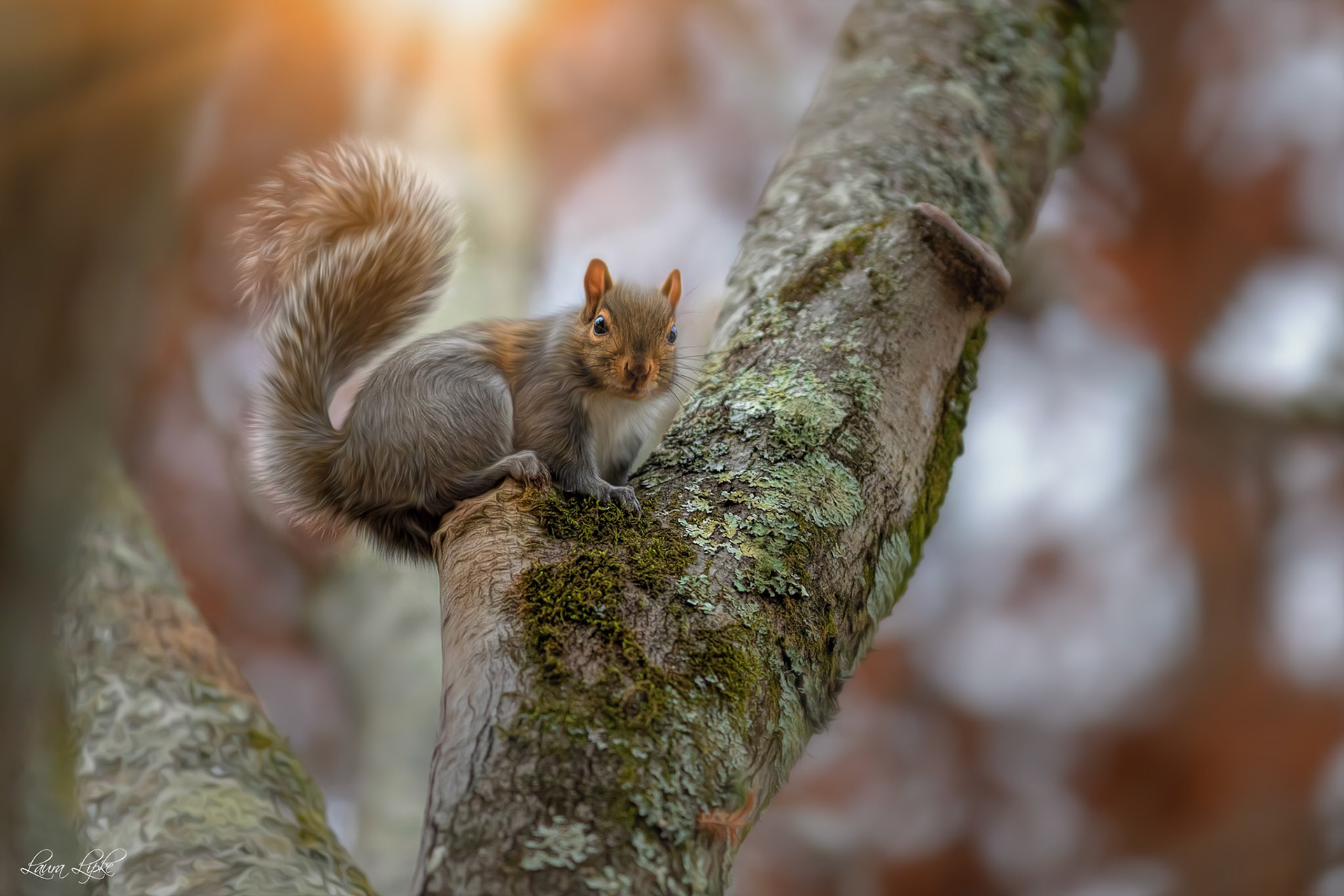 Awww Nuts