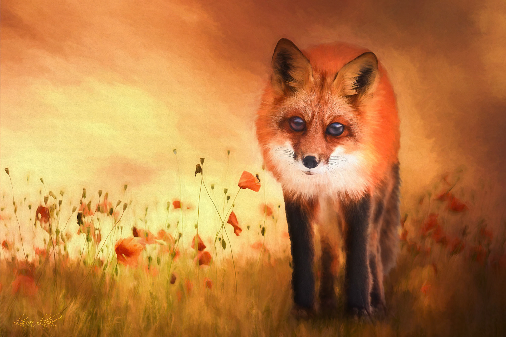 Foxy