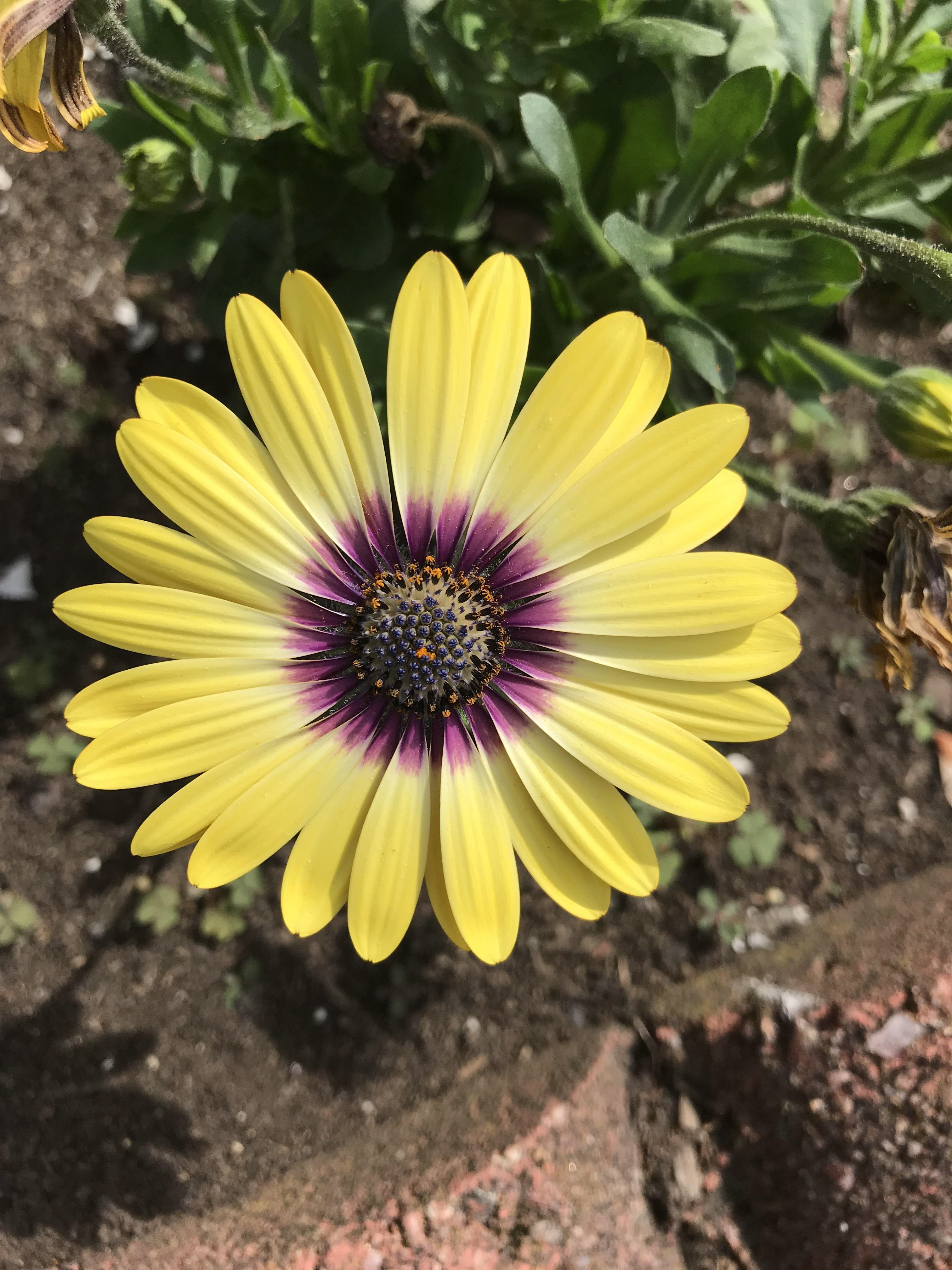 Yellow Flower