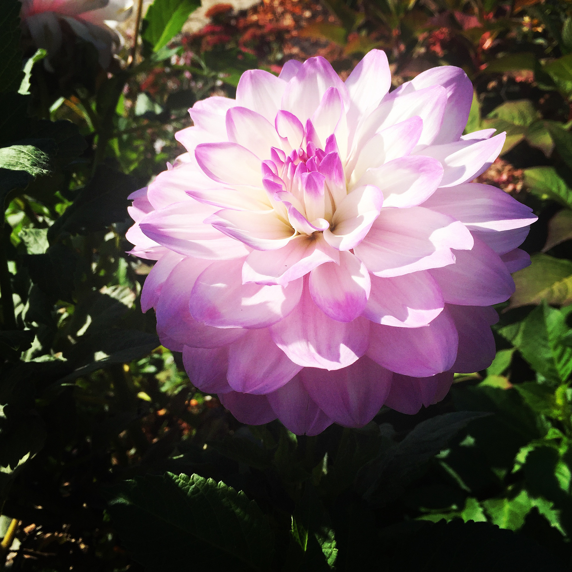 Flower garden