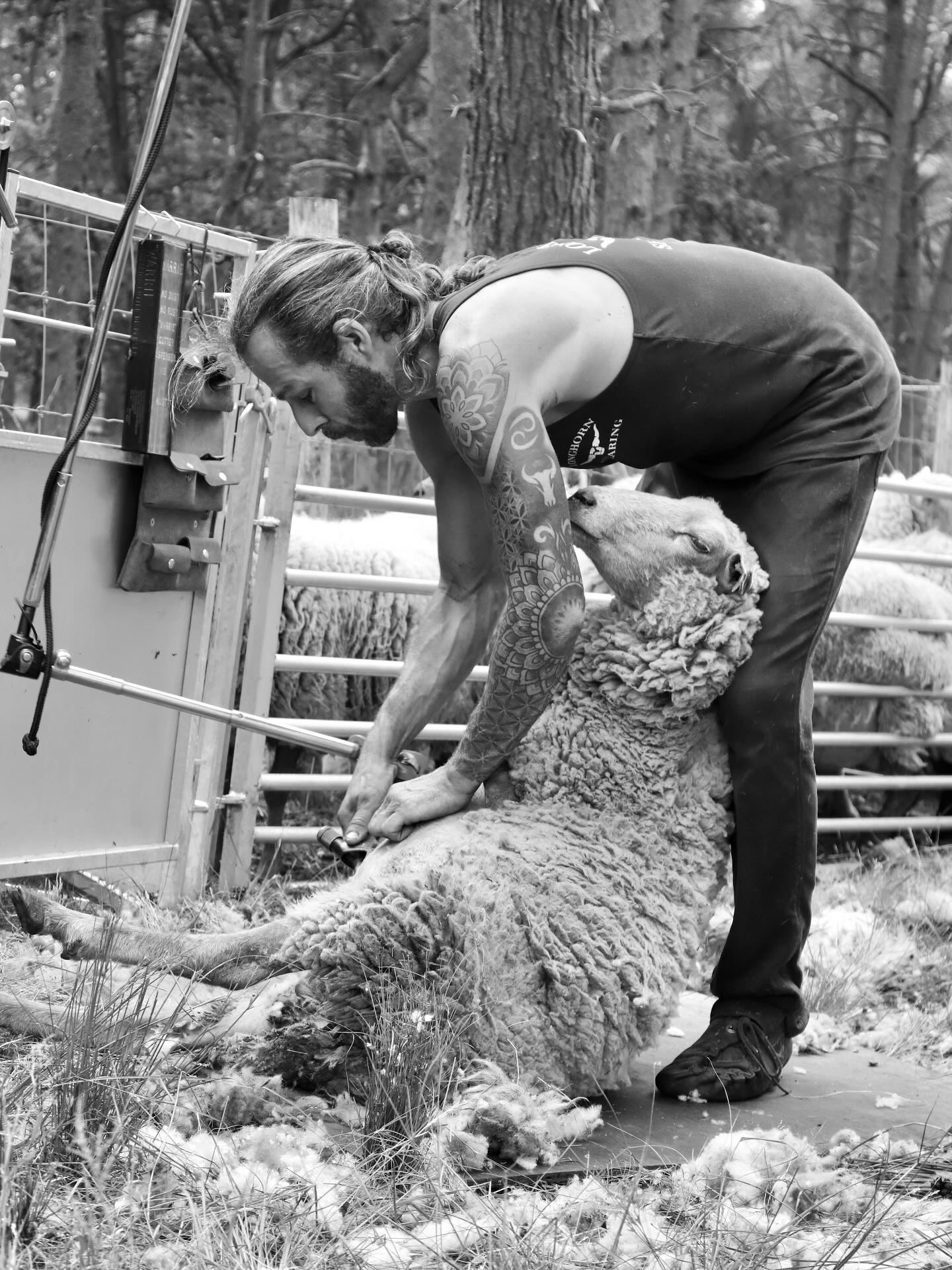 Sheep need to be shorn at least once a year for healthy and comfortable reasons. This happening plays a crucial role in the journey of wool. The technique of a shearer determines whether a fleece can be processed into textiles or not. They need to preserve the quality of the fleece and ensure that the fibers remain intact for further processing.