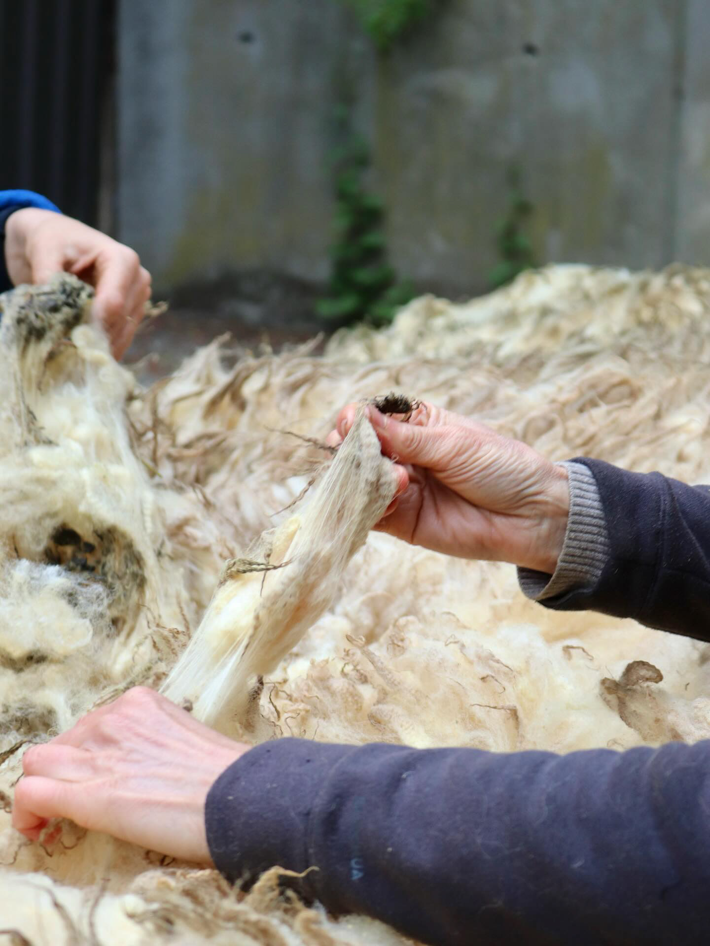 After collecting all the wool, the sorting process begins. Each fleece is carefully opened and every bit of straw, dirt or unusable parts are removed by hand. This is a time- and labor-intensive task, but a very crucial step in transforming raw wool into high-quality textiles.