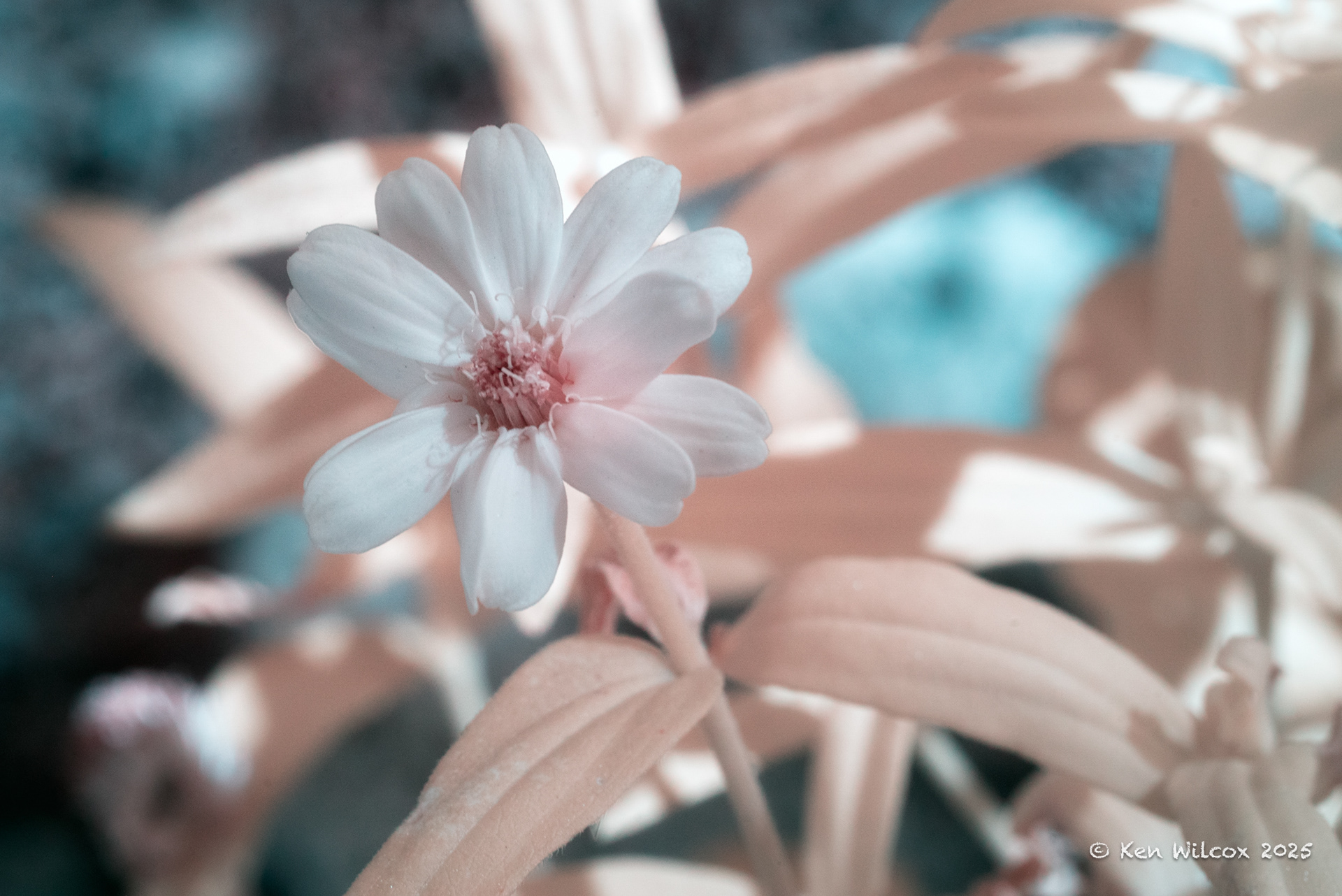 Daisy, July 2025