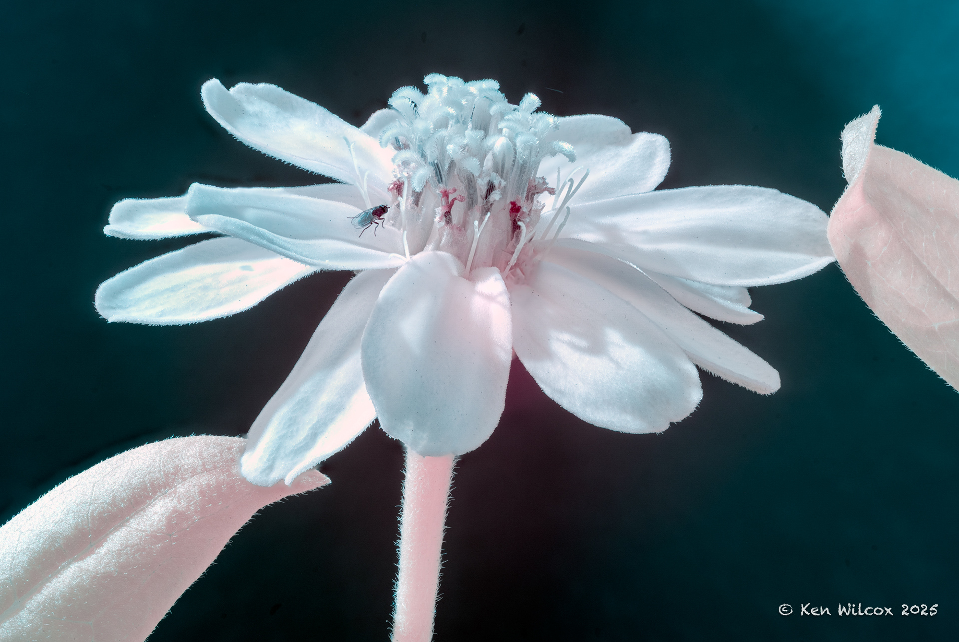 Ethereal Daisy With Tiny Insect, July 2025