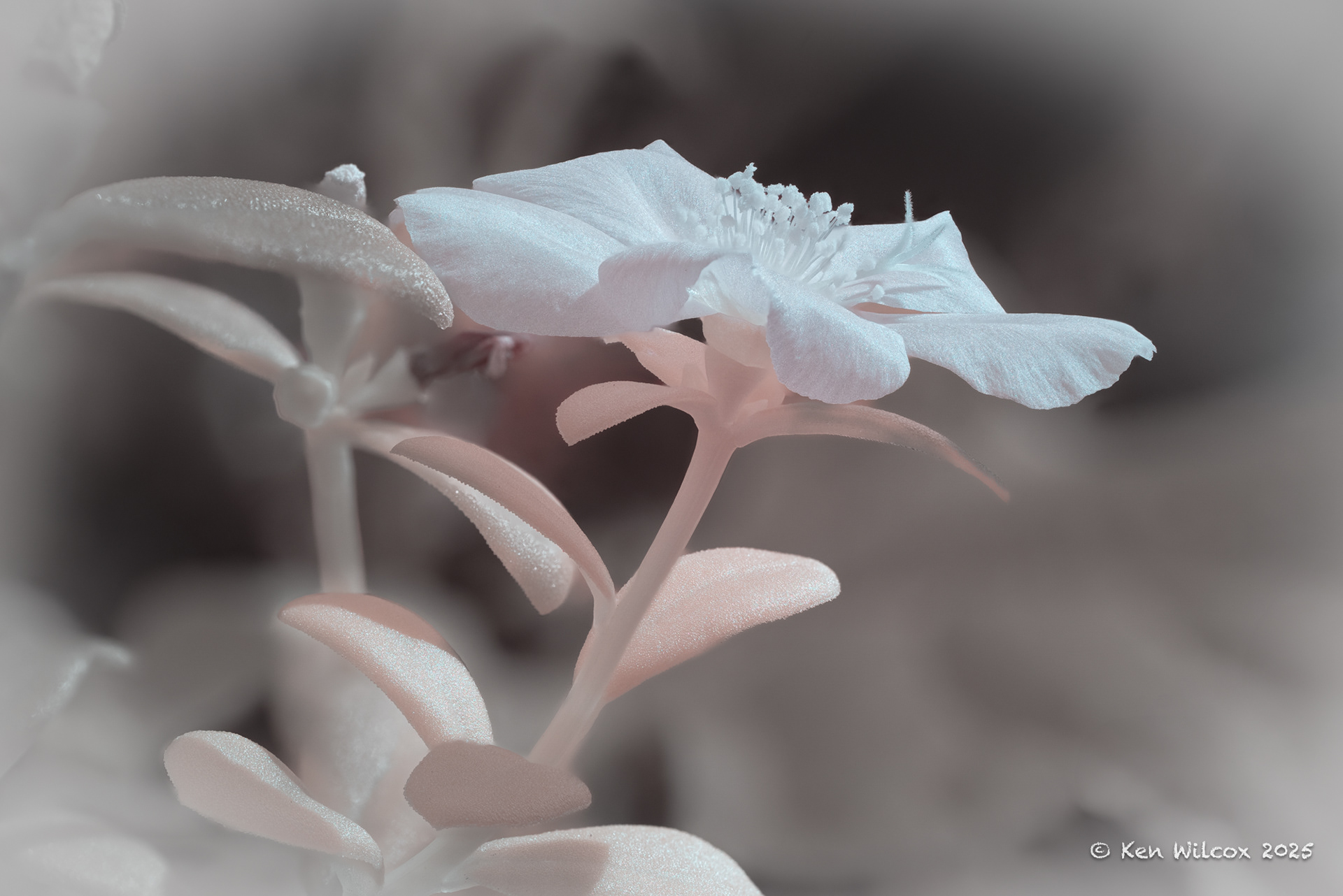 Not So Red Flower, July 2025