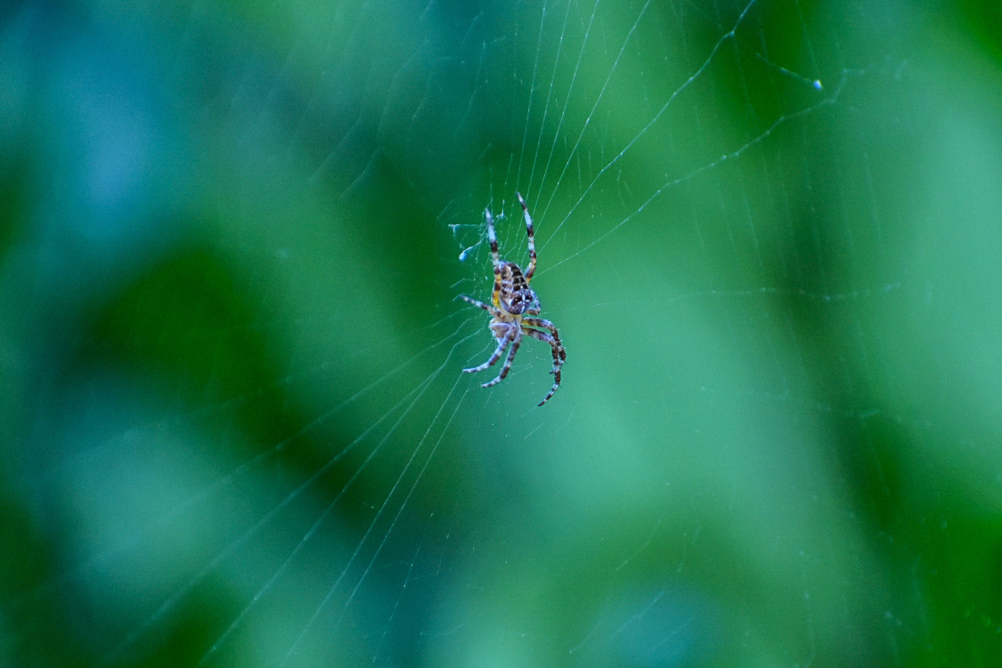 Spider Apartment, Burien, WA, 2018