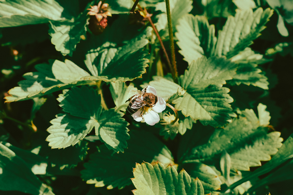 Bee Pollination, 2018