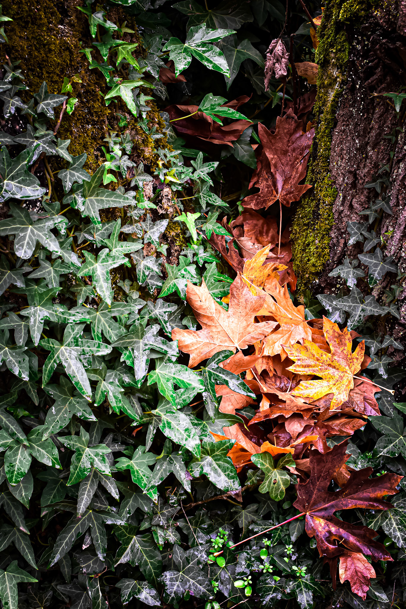 Fall Foliage, Saltwater State Park, WA, 2023