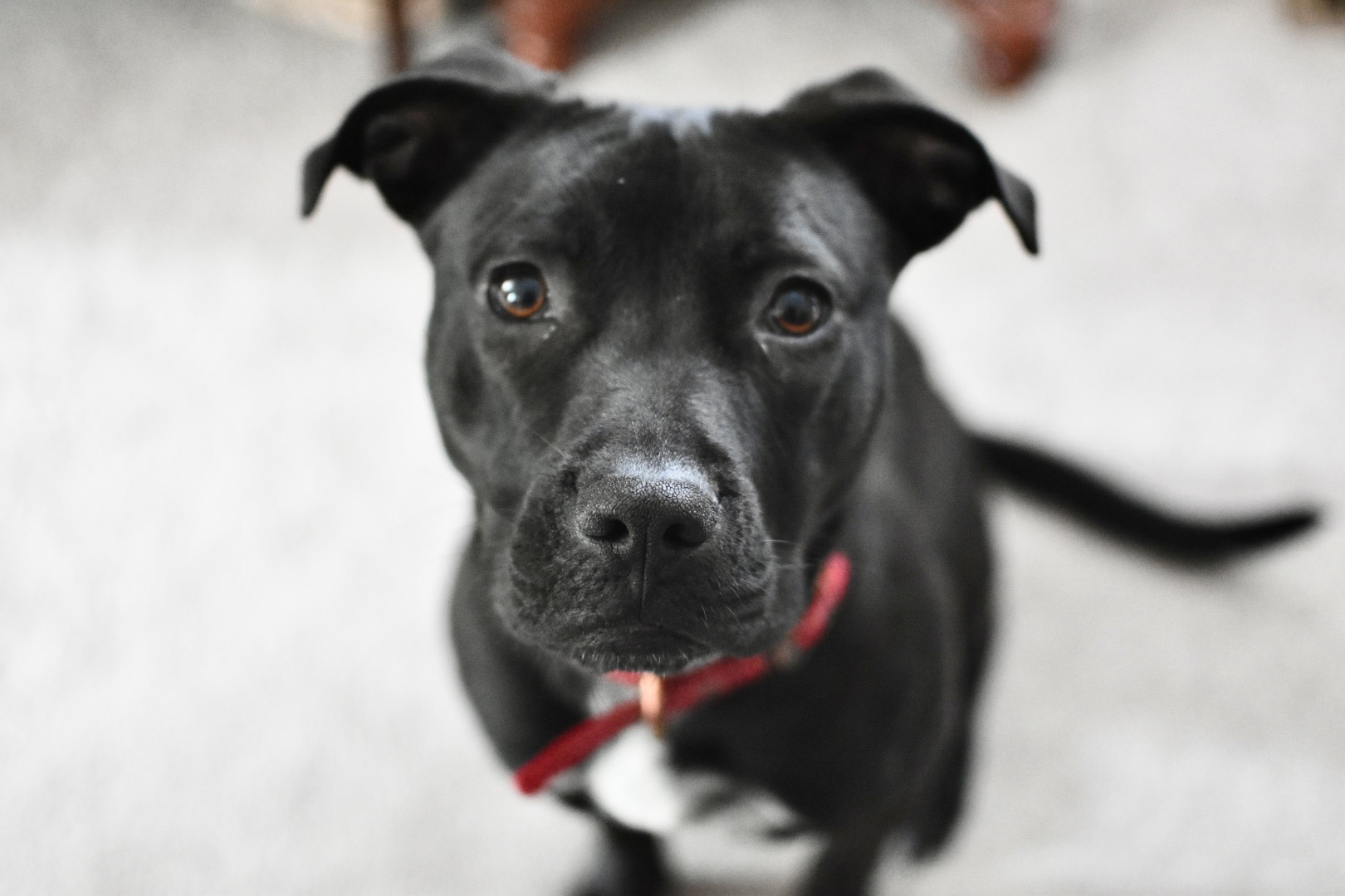 Want a treat?, WA, 2021