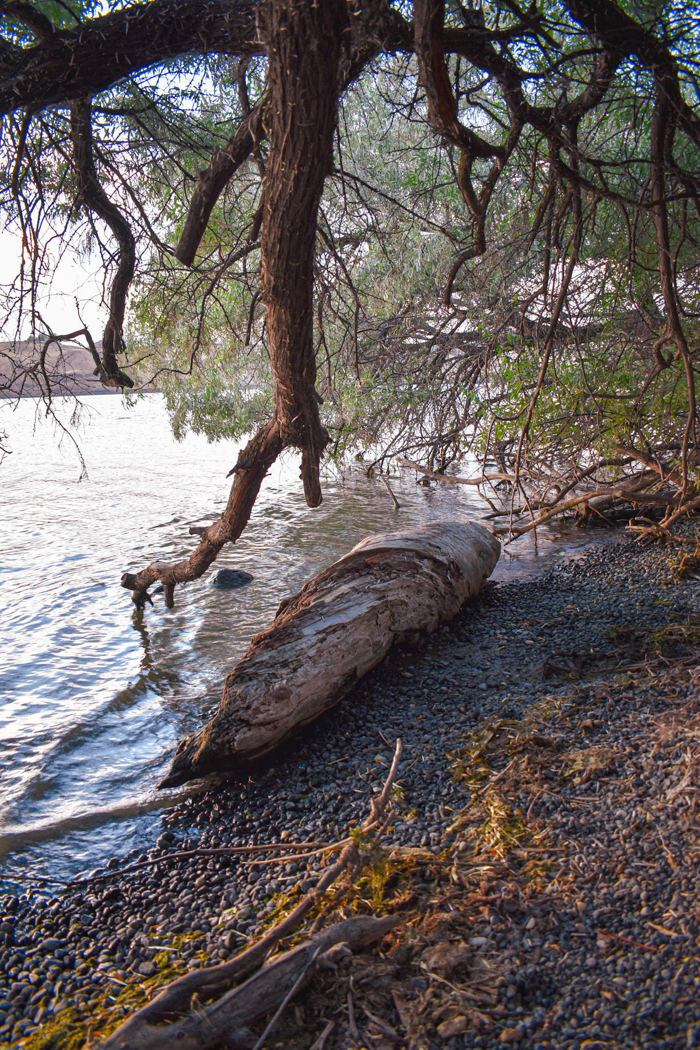 River Driftwood, Eastern WA, 2024