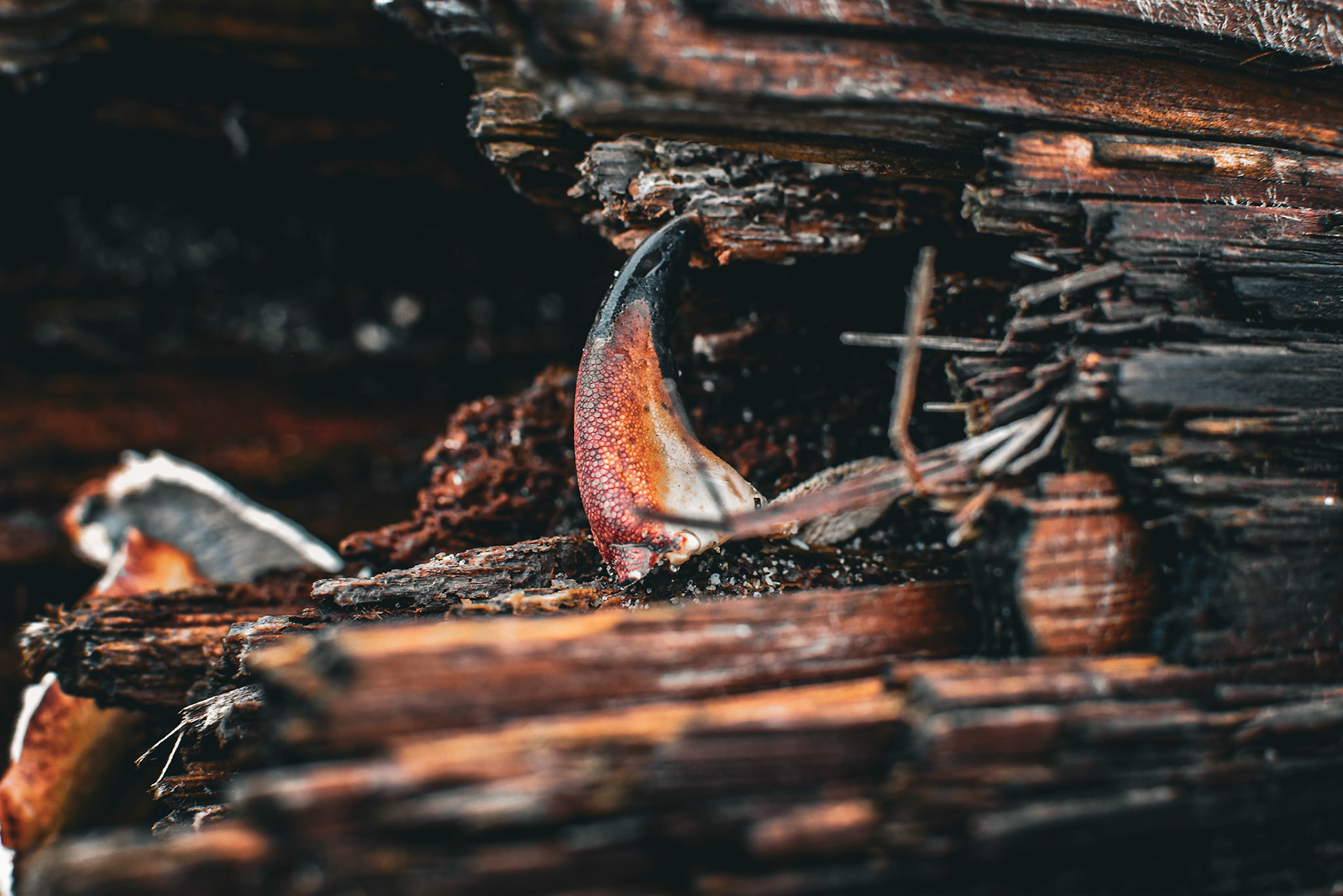 Crab Claw, Saltwater State Park, WA, 2023