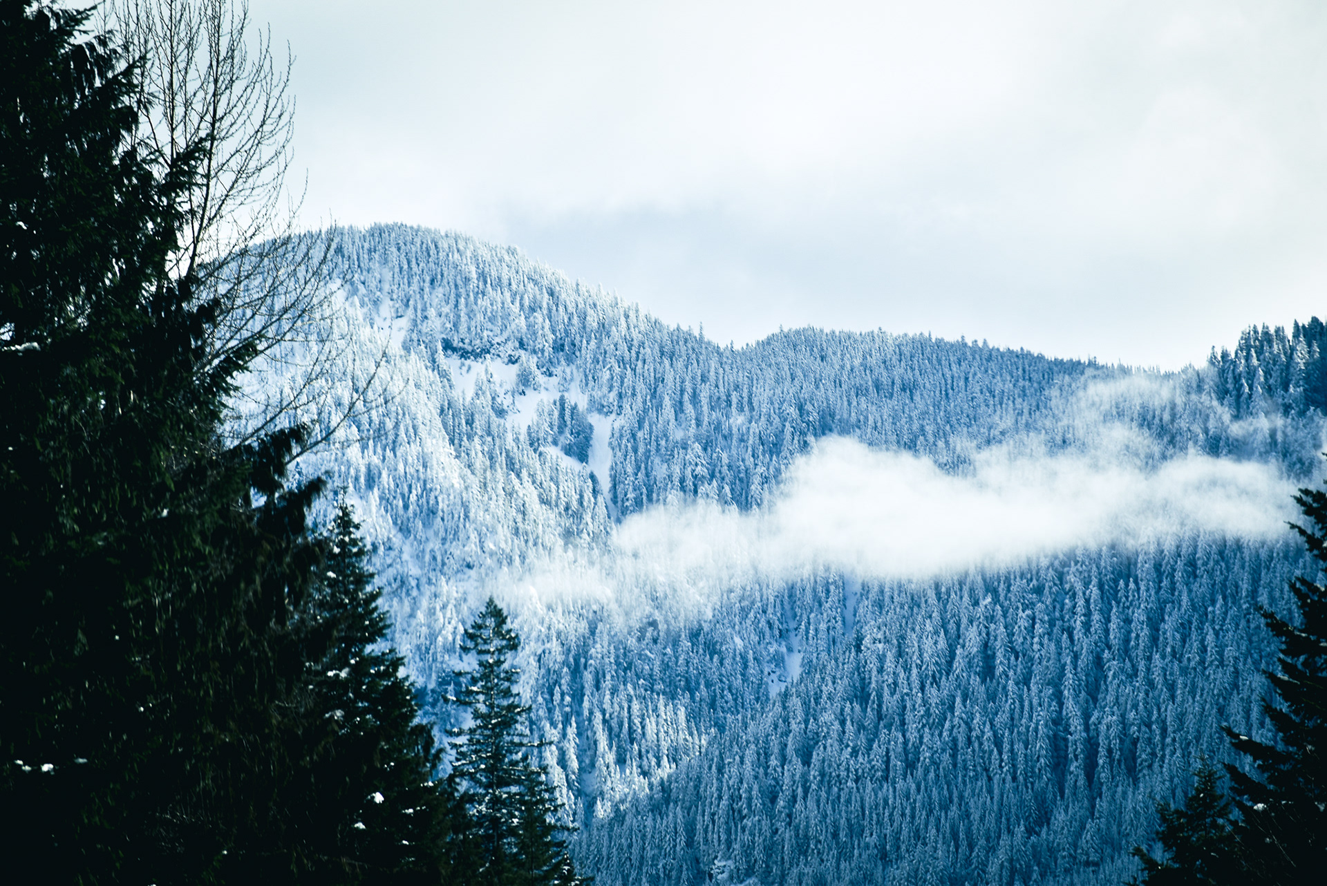 Snowscape, Leavenworth, WA, 2020