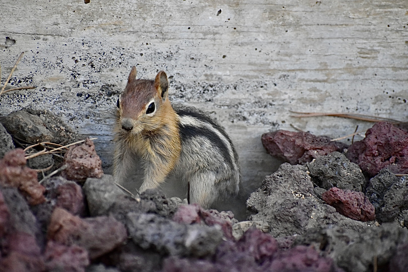 Curious Chipmunk, Lava Butte, OR 2021