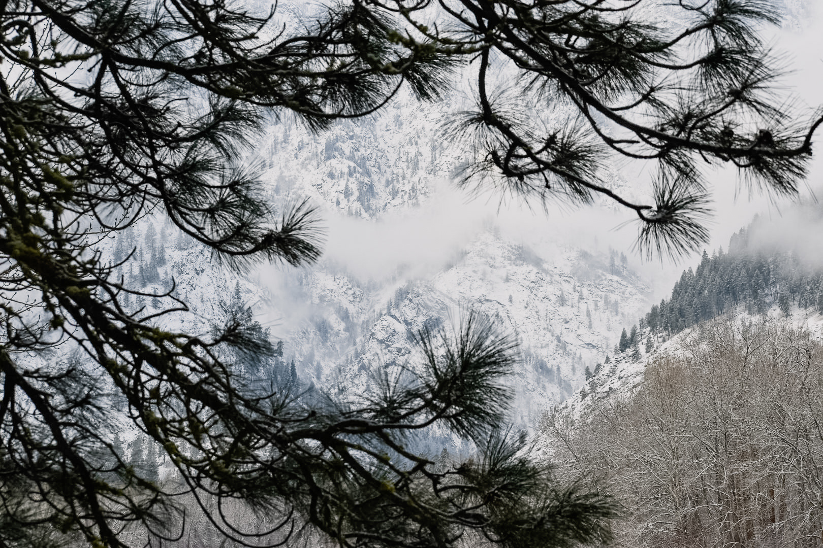 Winterscape, Leavenworth, WA, 2020