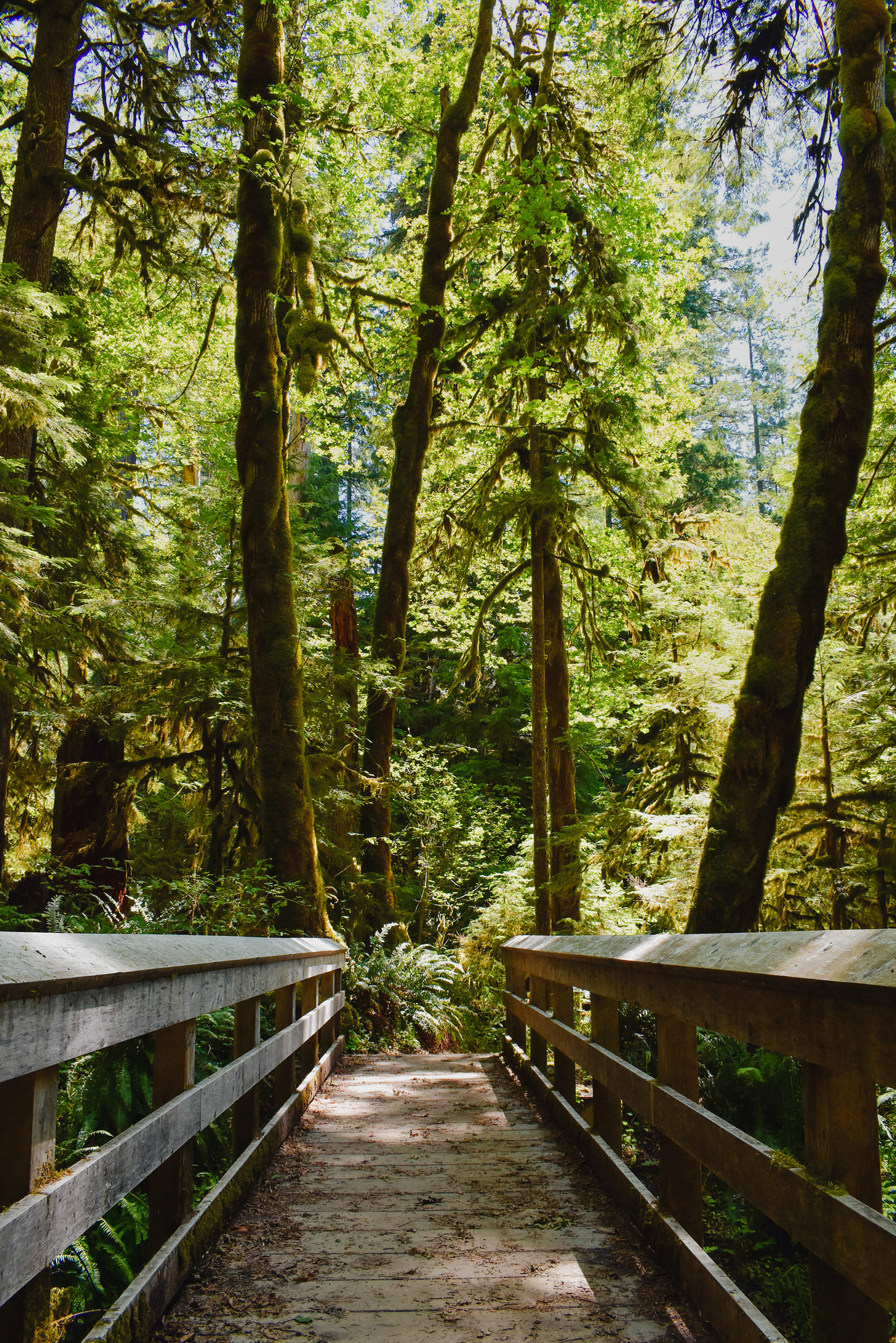 Footbridge, Welches, OR, 2019