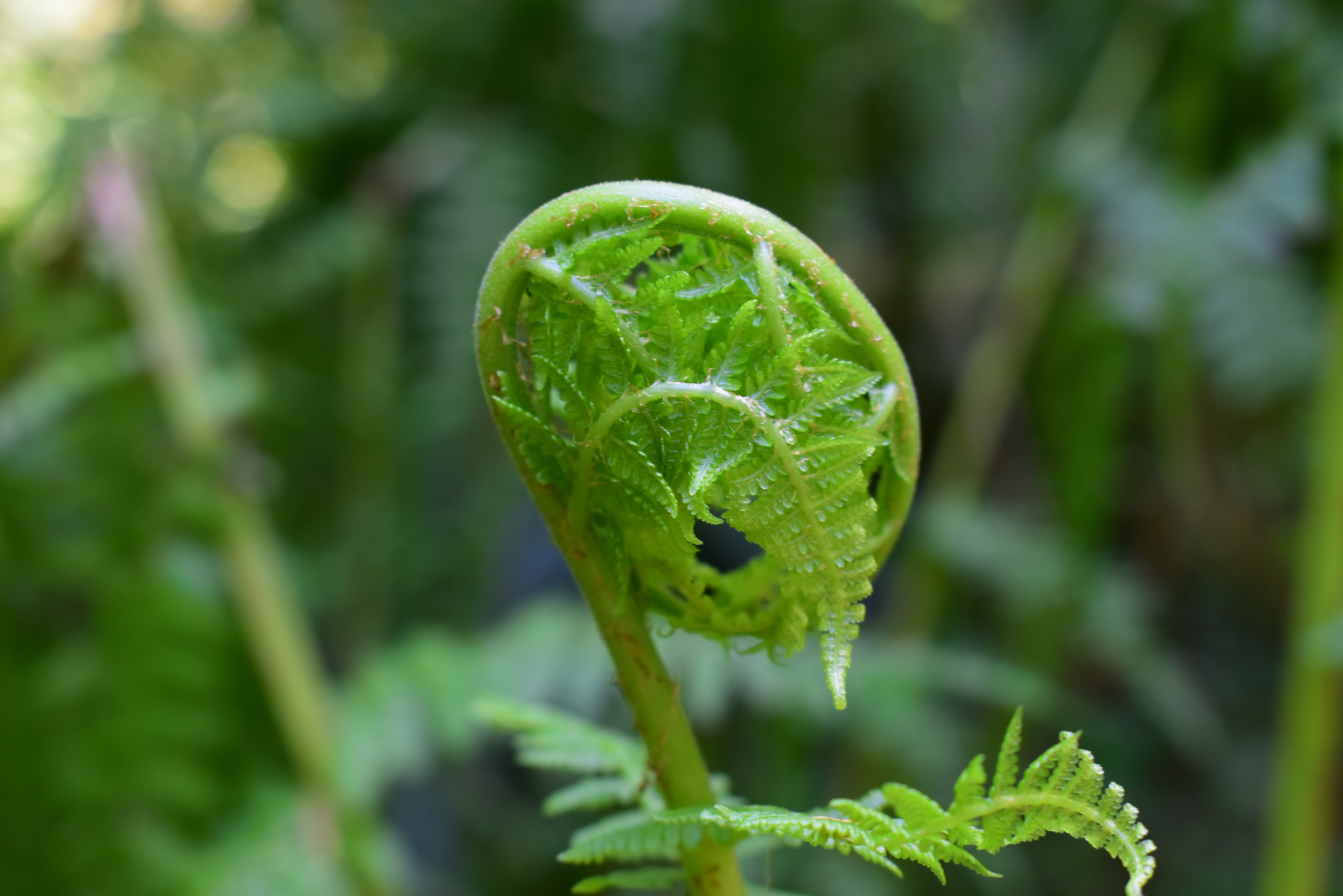 Fern Curl, Welches, WA, 2019