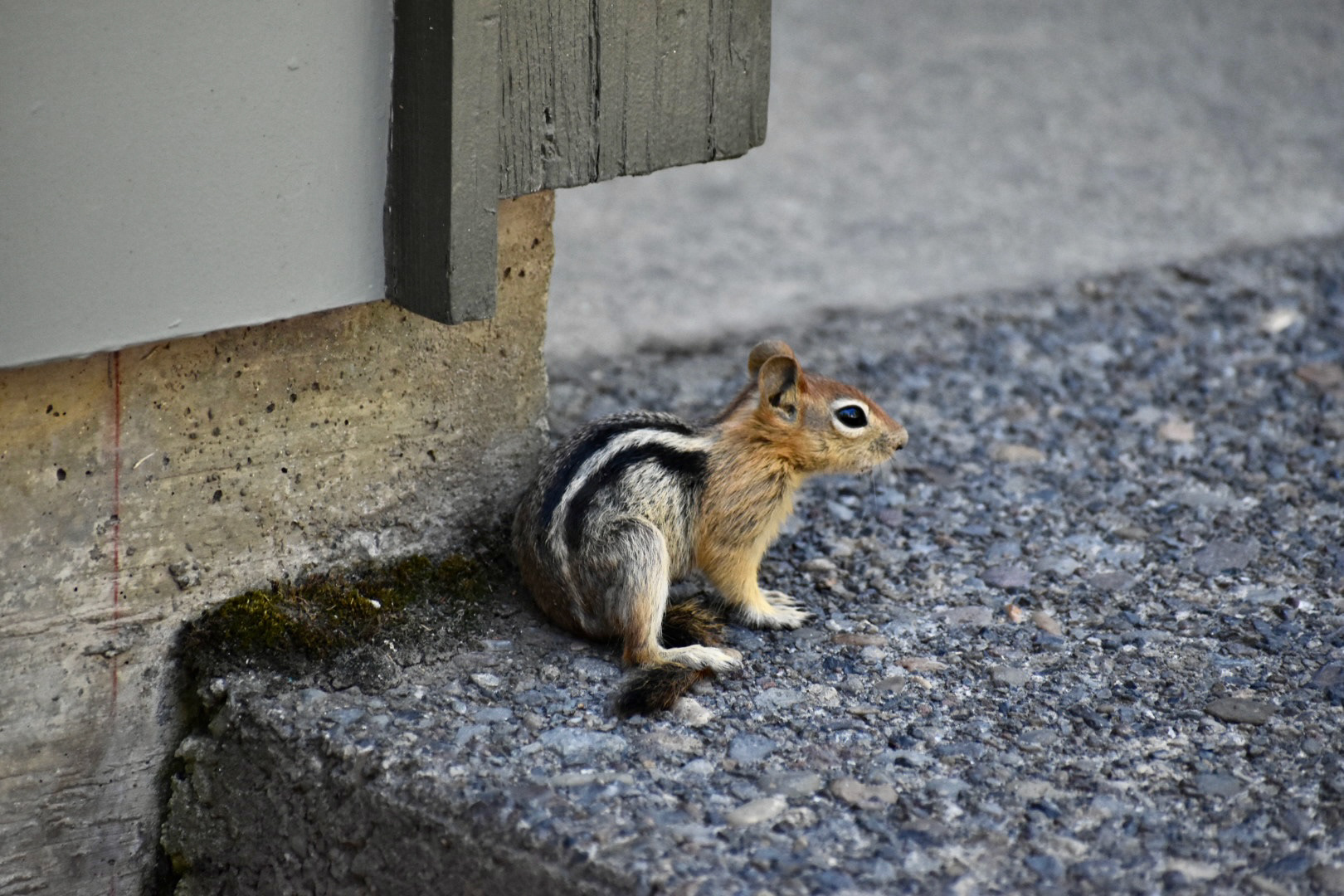 Chipmunk, Lava Butte, OR, 2021