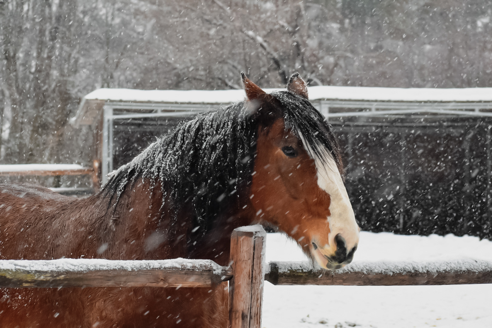 Noble Steed, Leavenworth, WA, 2020
