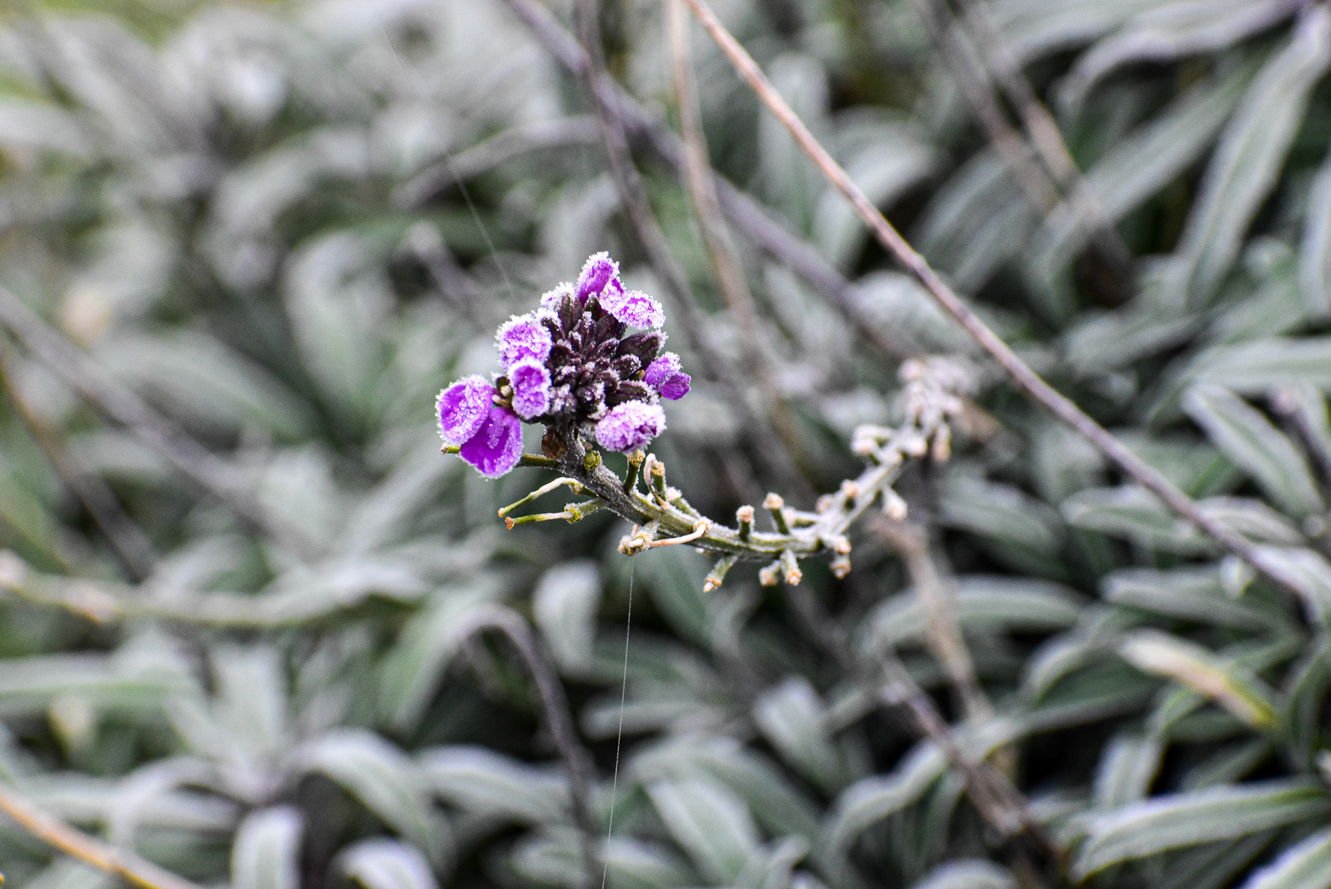 Frosty Purple, West Linn, OR, 2018