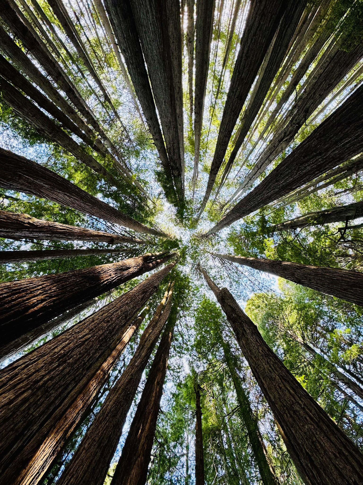 Redwoods, CA, 2024