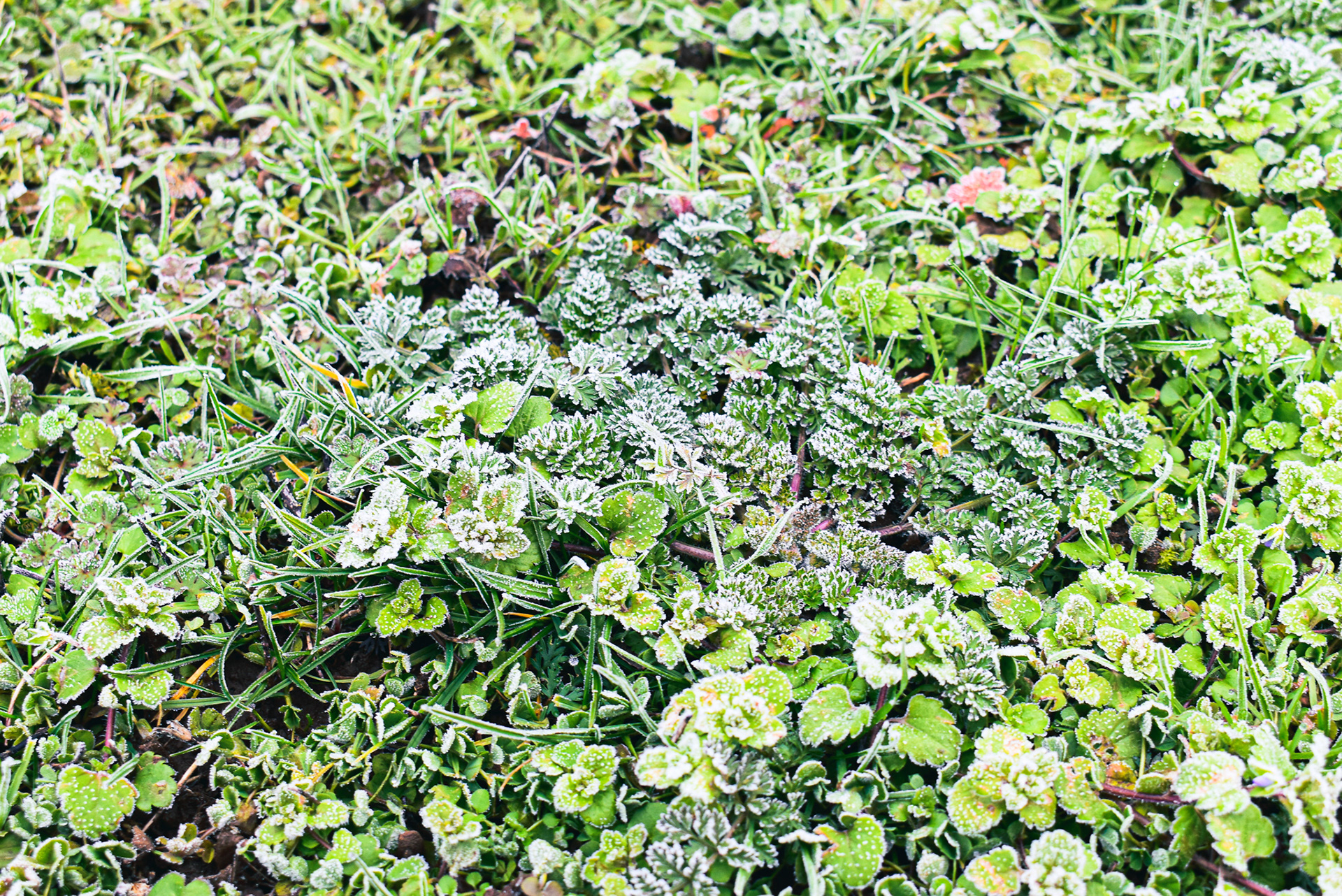 Frosted-Over Ground, West Linn, OR, 2018
