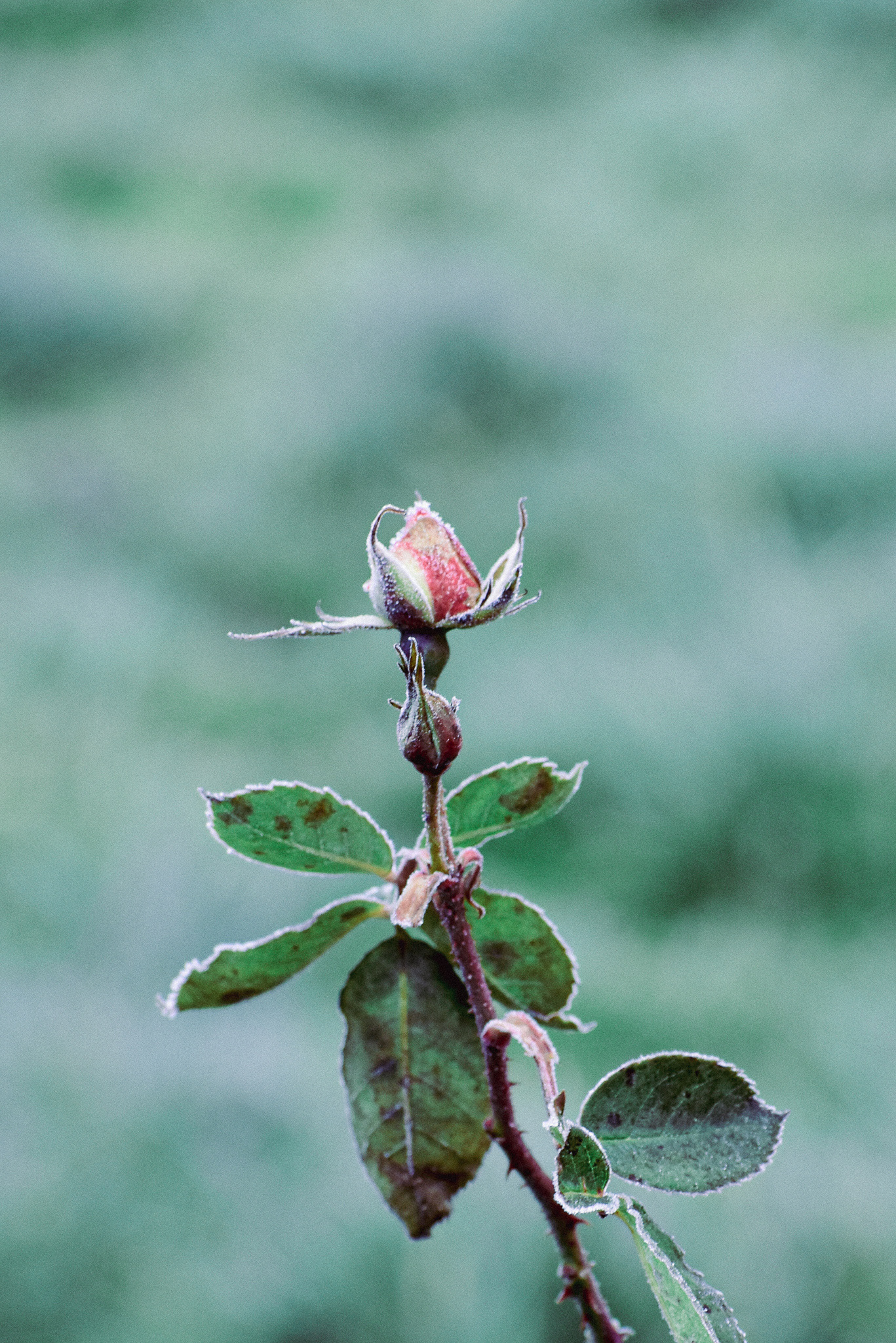 Froze Rose, West Linn, OR, 2018