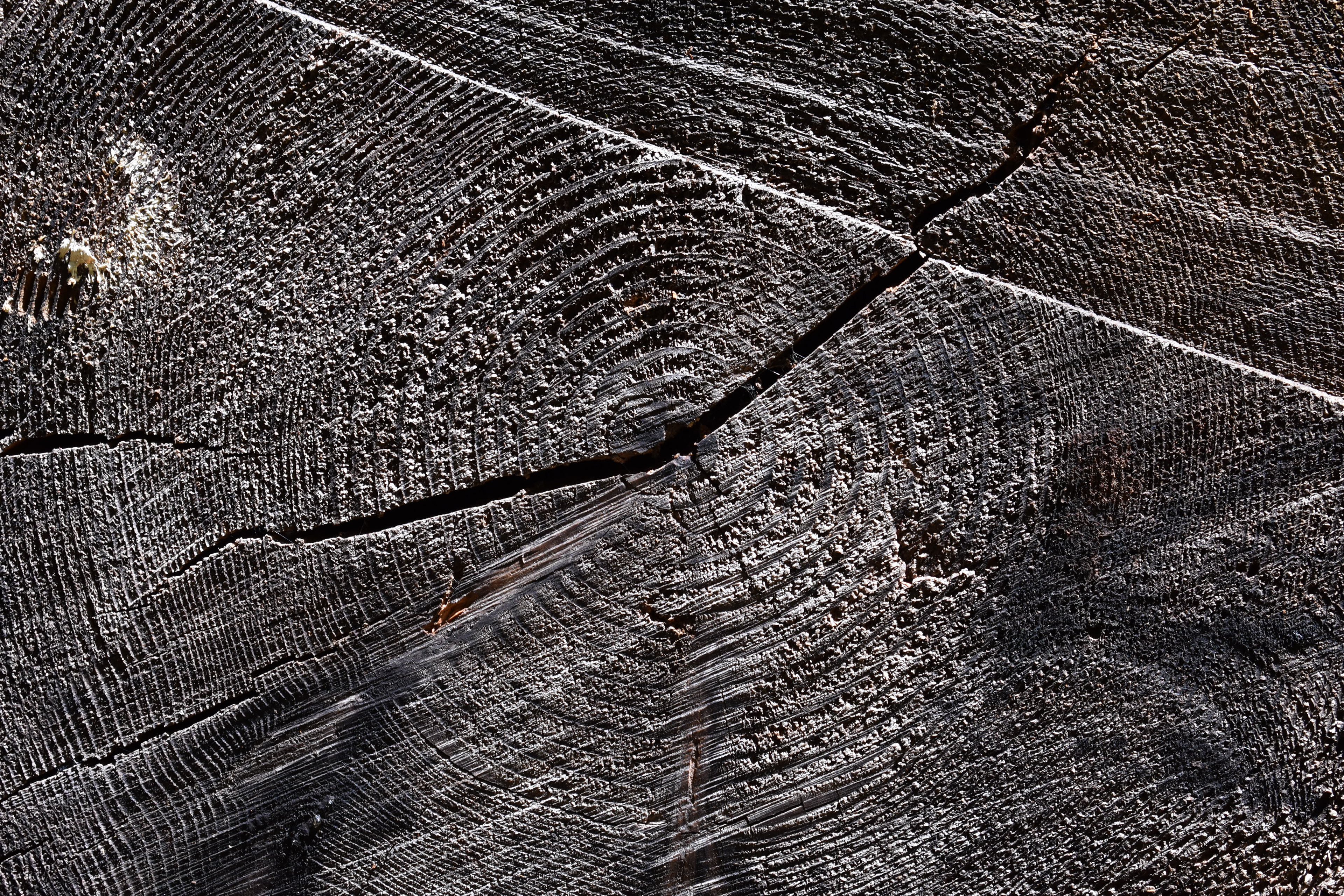 Count the Years, Welches, OR, 2019