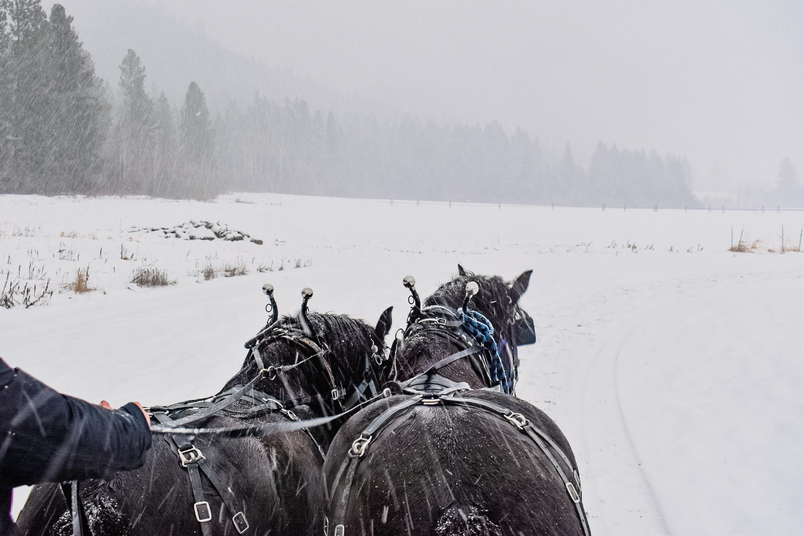 Sleigh Ride, Leavenworth, WA, 2020